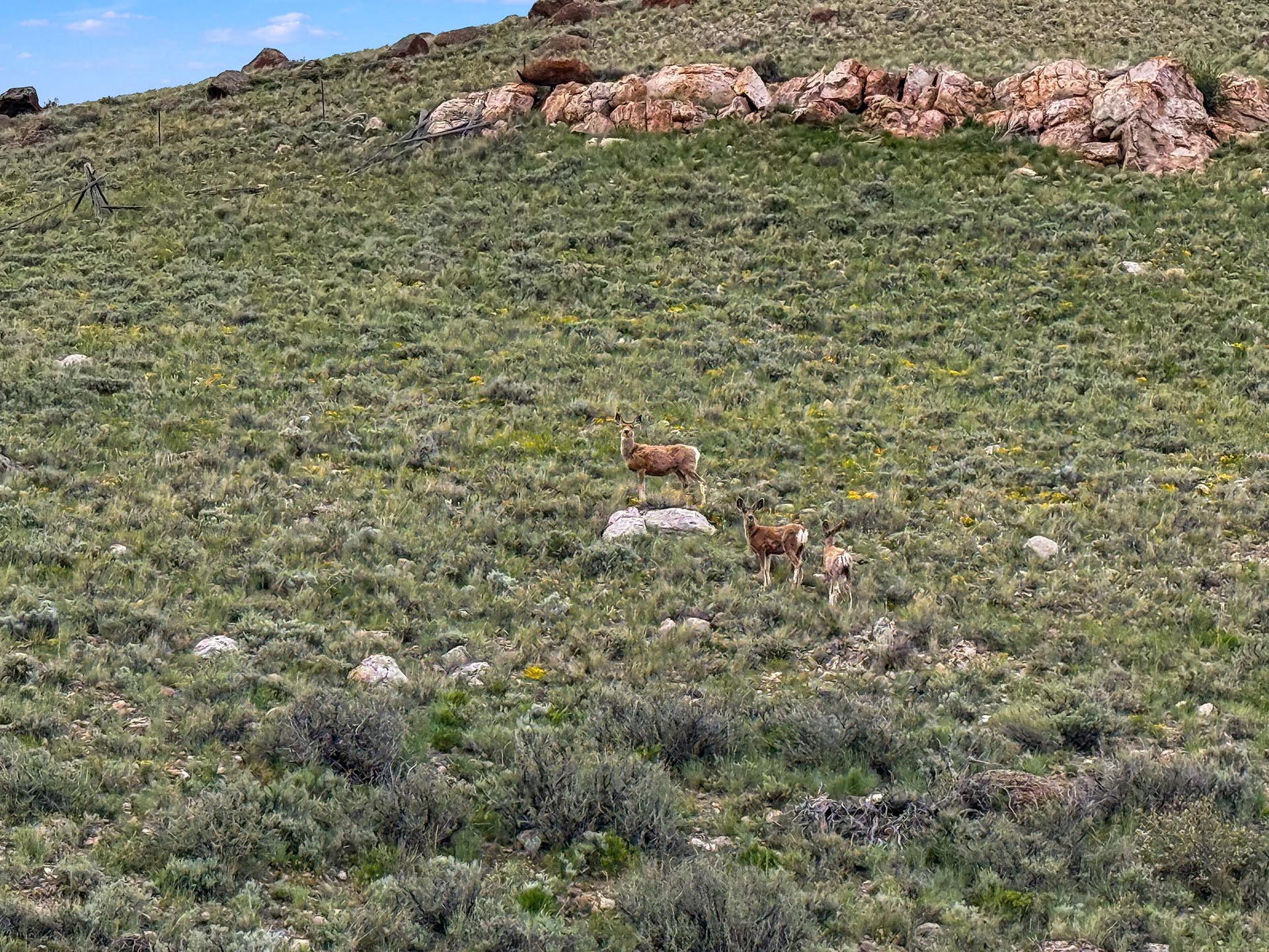 hunting land with antelope id medicine lodge creek