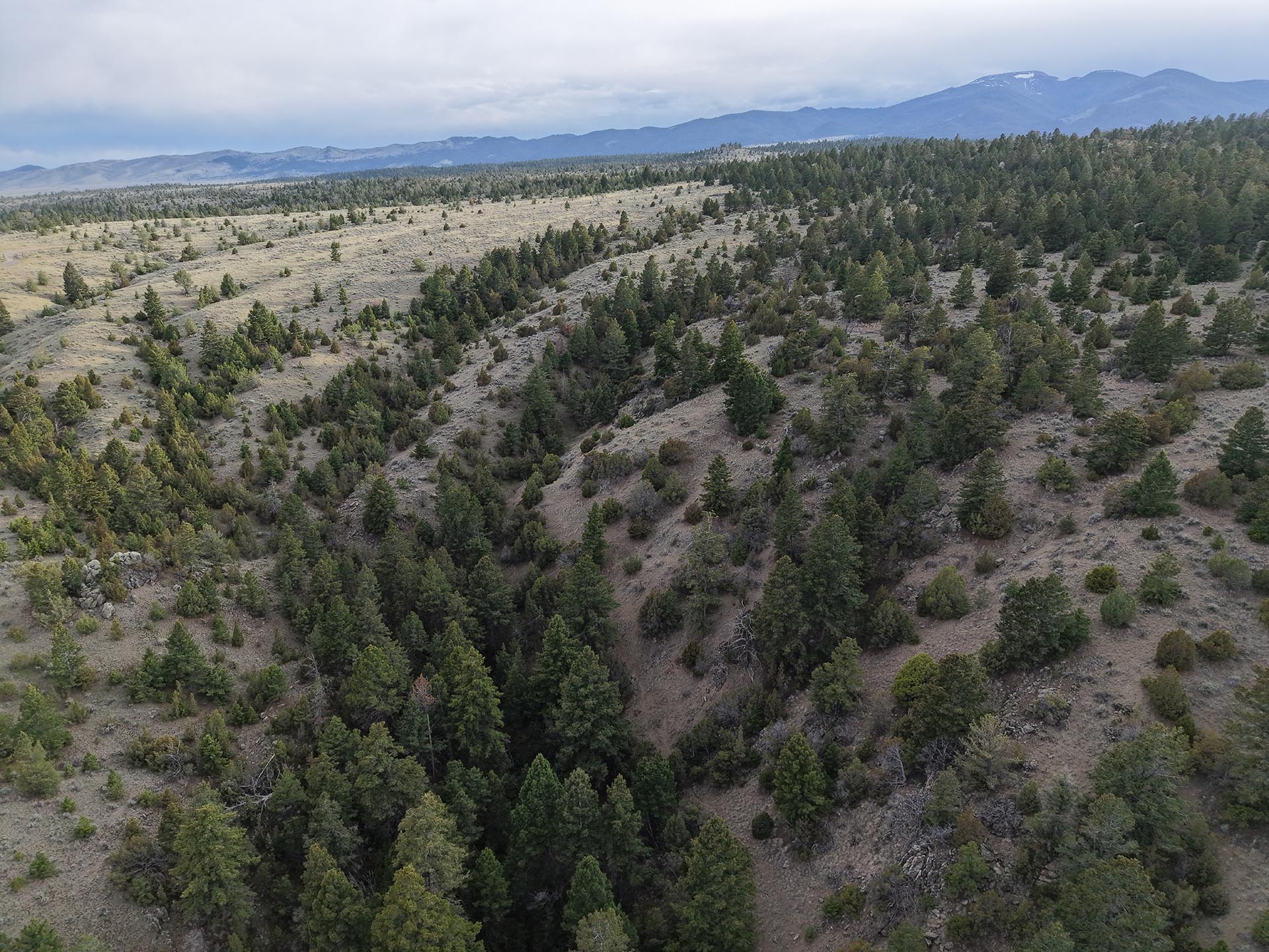 hunting land with timbered hills for sale montana little fish creek lookout
