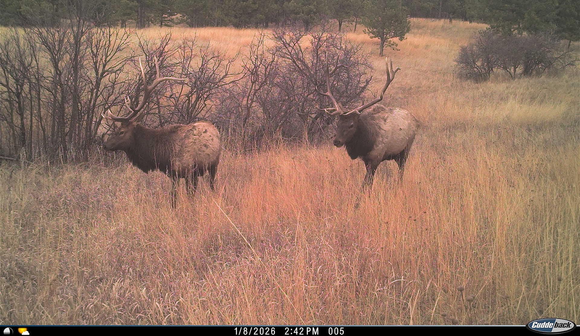 Two elk with large antlers standing in tall golden grass in a field, bare shrubs in the background.