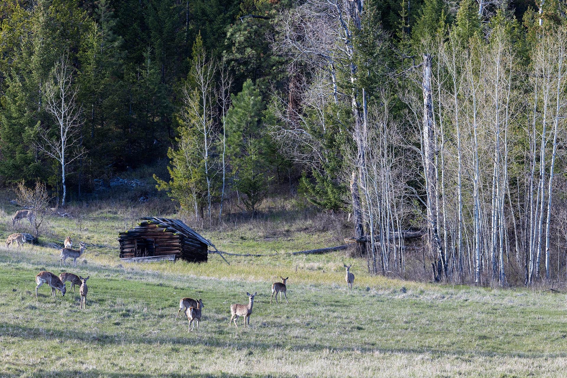 hunting ranch montana riley creek basin