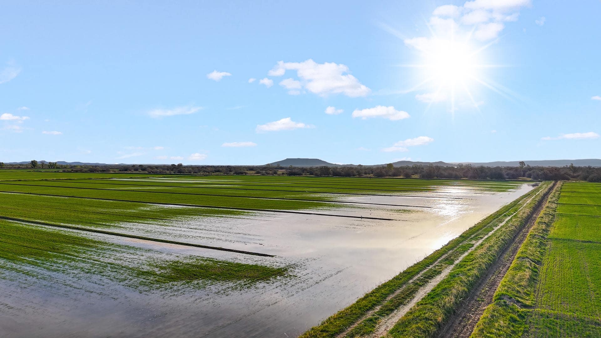 Wide view of flooded rice paddies stretching to the horizon under a bright sun and blue sky, with distant hills in the background and narrow earthen dikes separating the fields