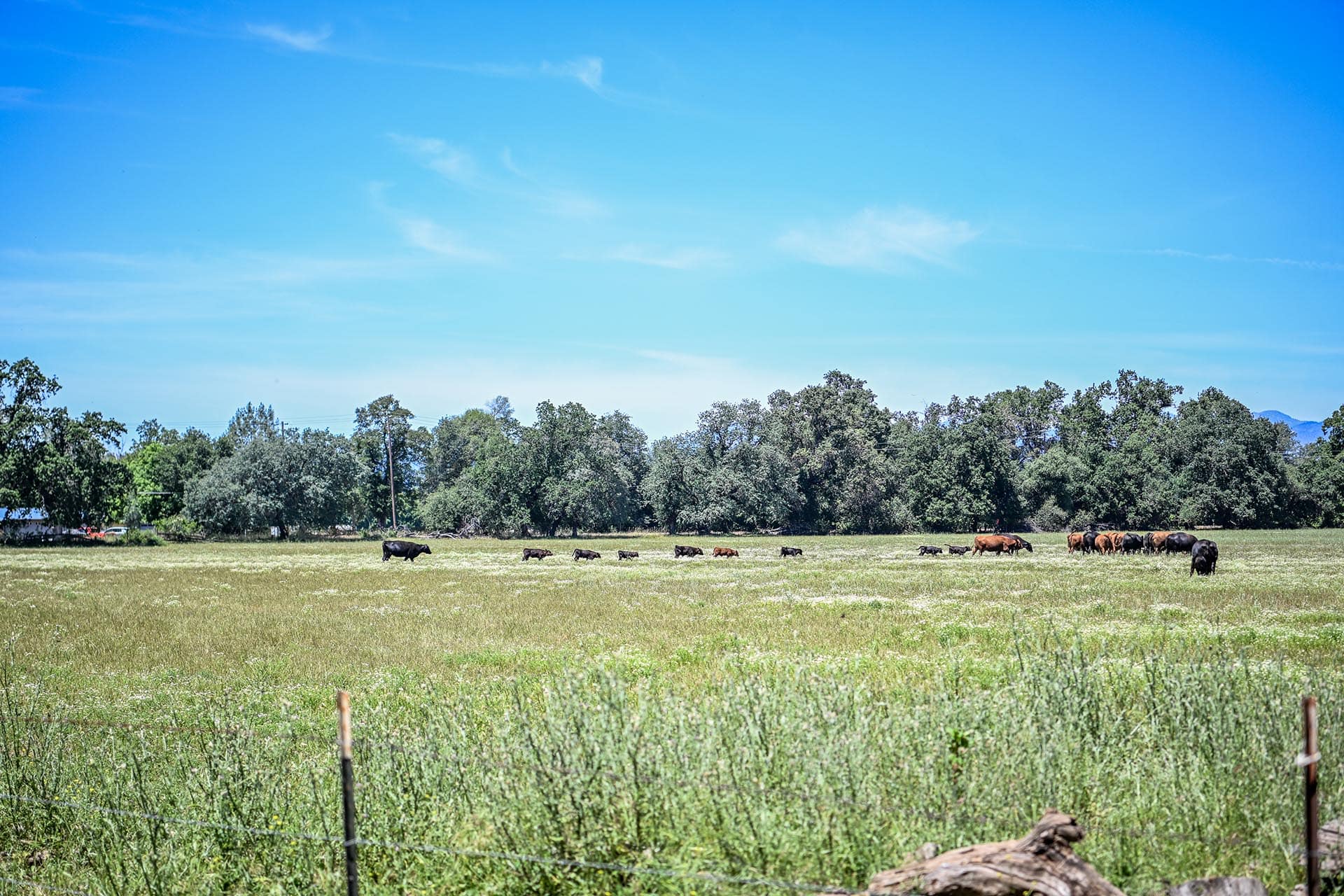 irrigated pasture for sale california churn creek ranch