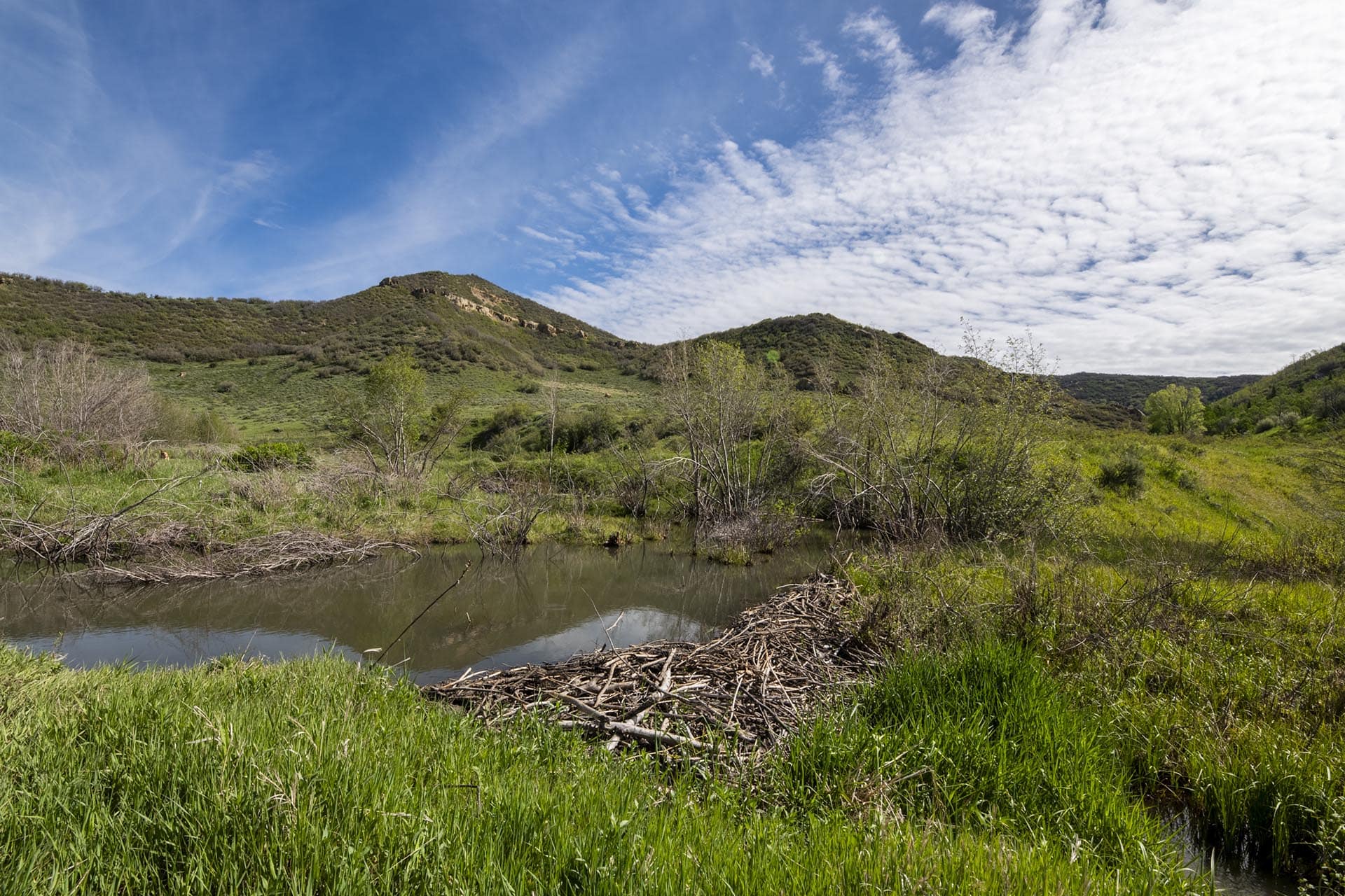 Panoramic view of rolling green hills with a small waterway in the foreground, tall grass and shrubs, under a blue sky with clouds.