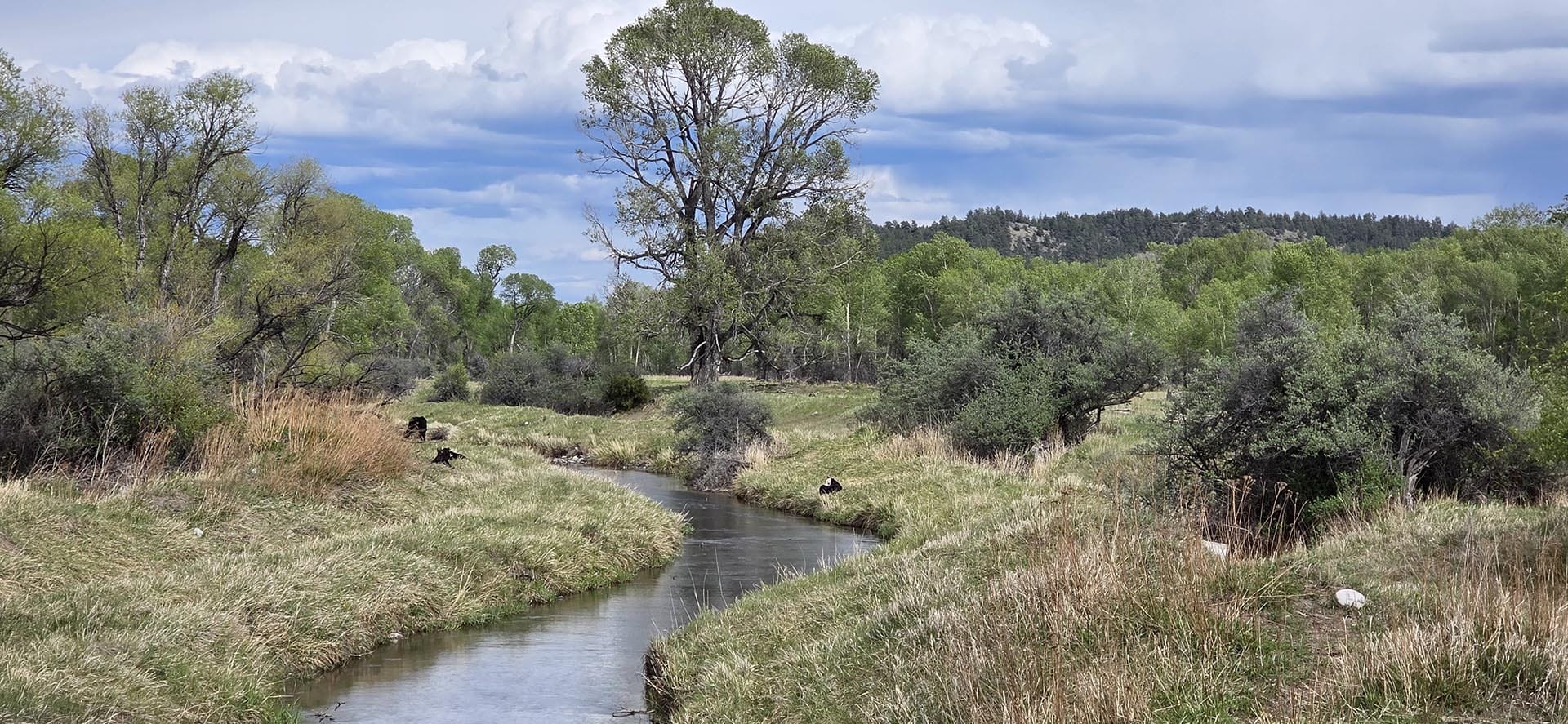 land with mature trees and creek for sale montana springtime ranch on the yellowstone river