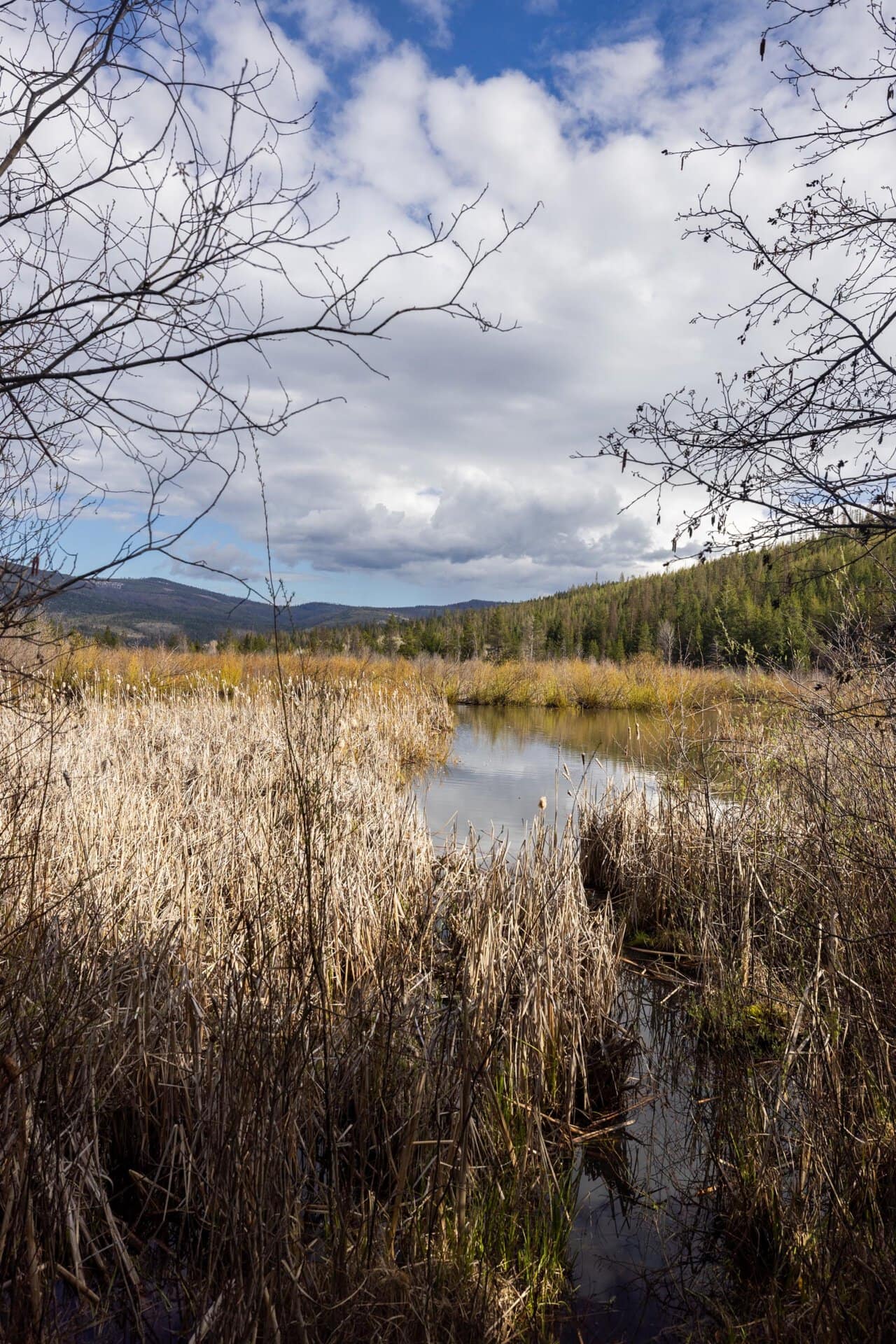 marsh montana riley creek basin