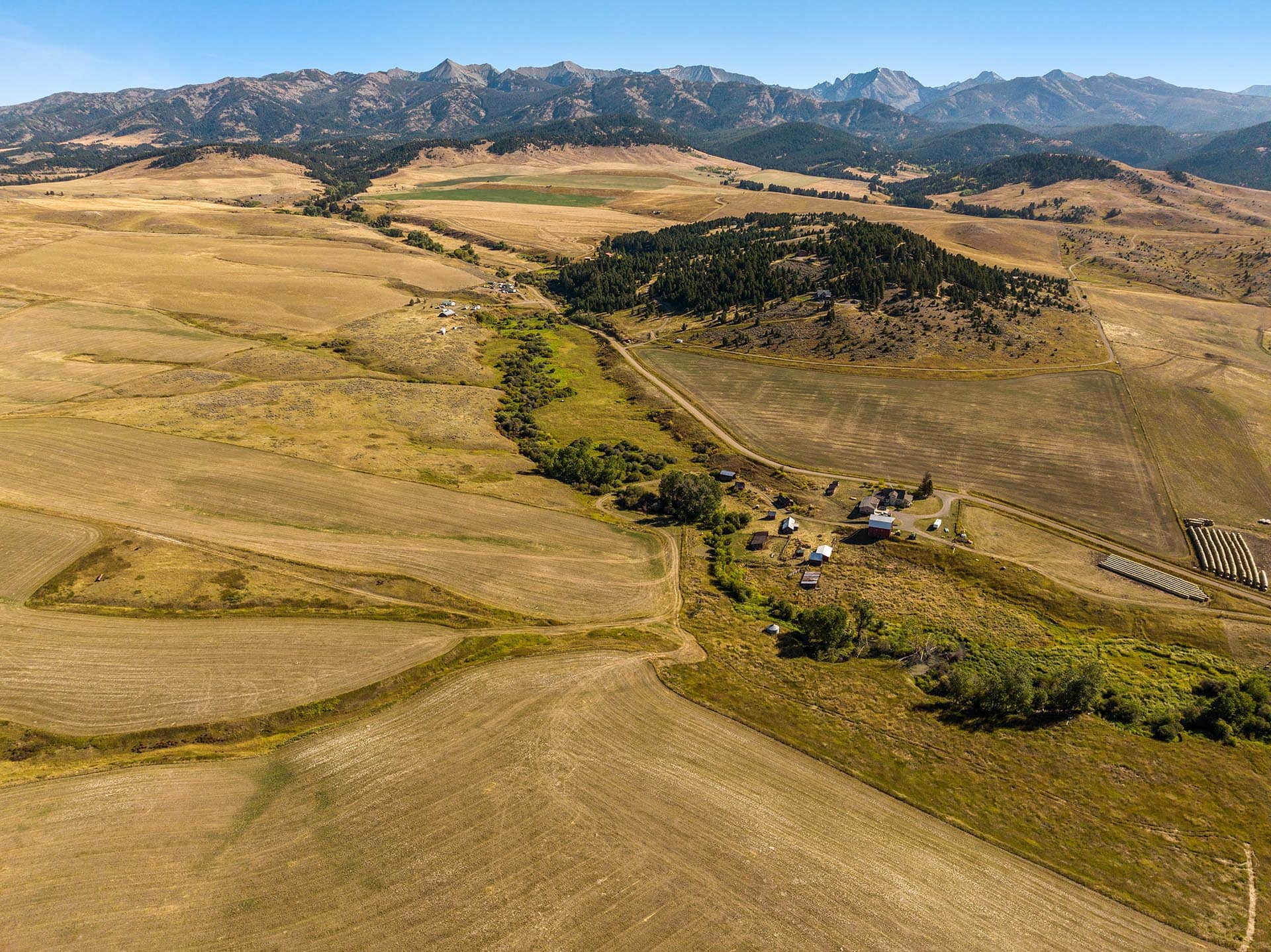 mature cottonwood montana north fork horse creek