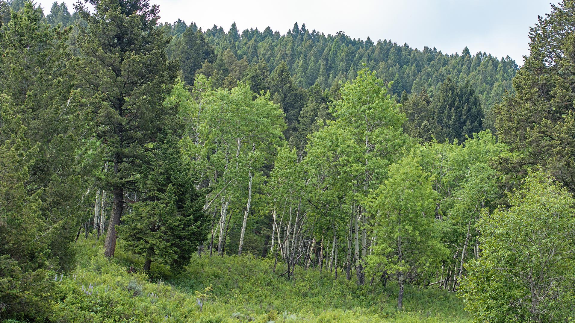 mixed aspen and conifer forest montana north bridger hunting retreat