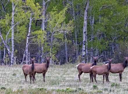 montana land for sale east bridger preserve