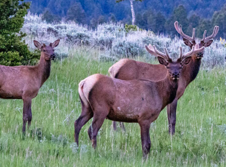 montana land for sale north bridger hunting retreat