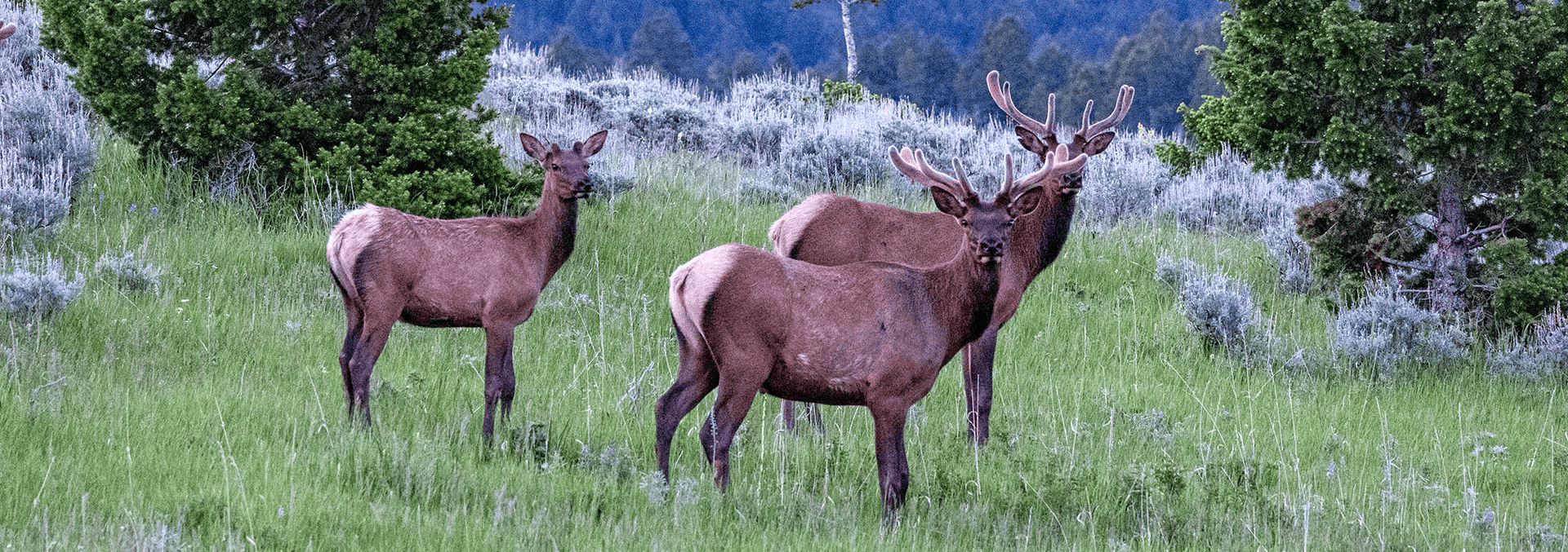 montana land for sale north bridger hunting retreat