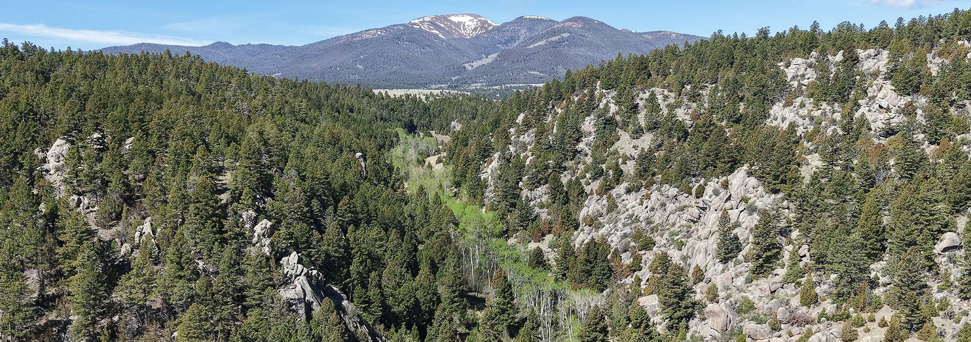 Panoramic view of a dense evergreen forest on rocky slopes with snow-dusted mountains in the distance under a clear blue sky.