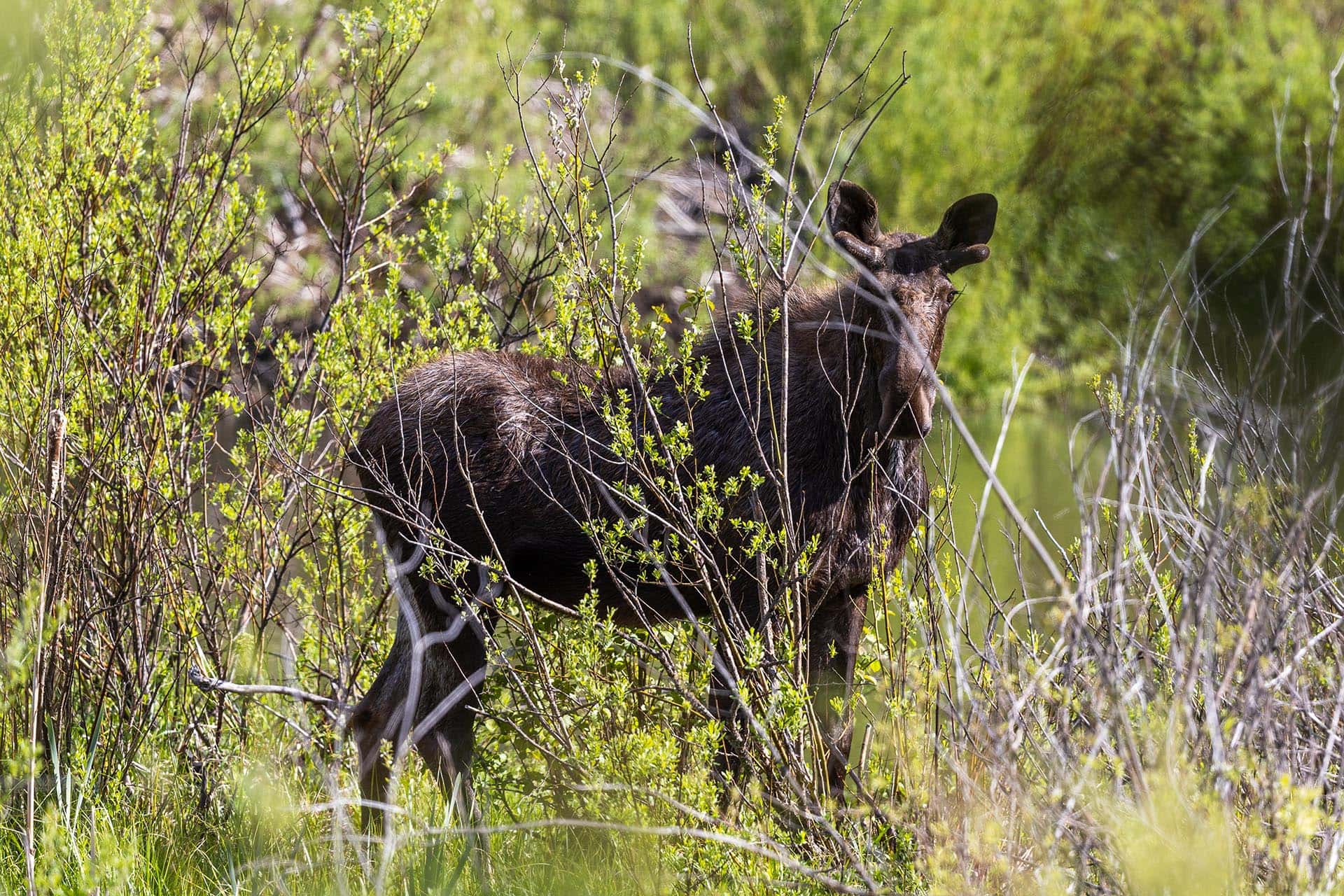 moose in the brush montana riley creek basin