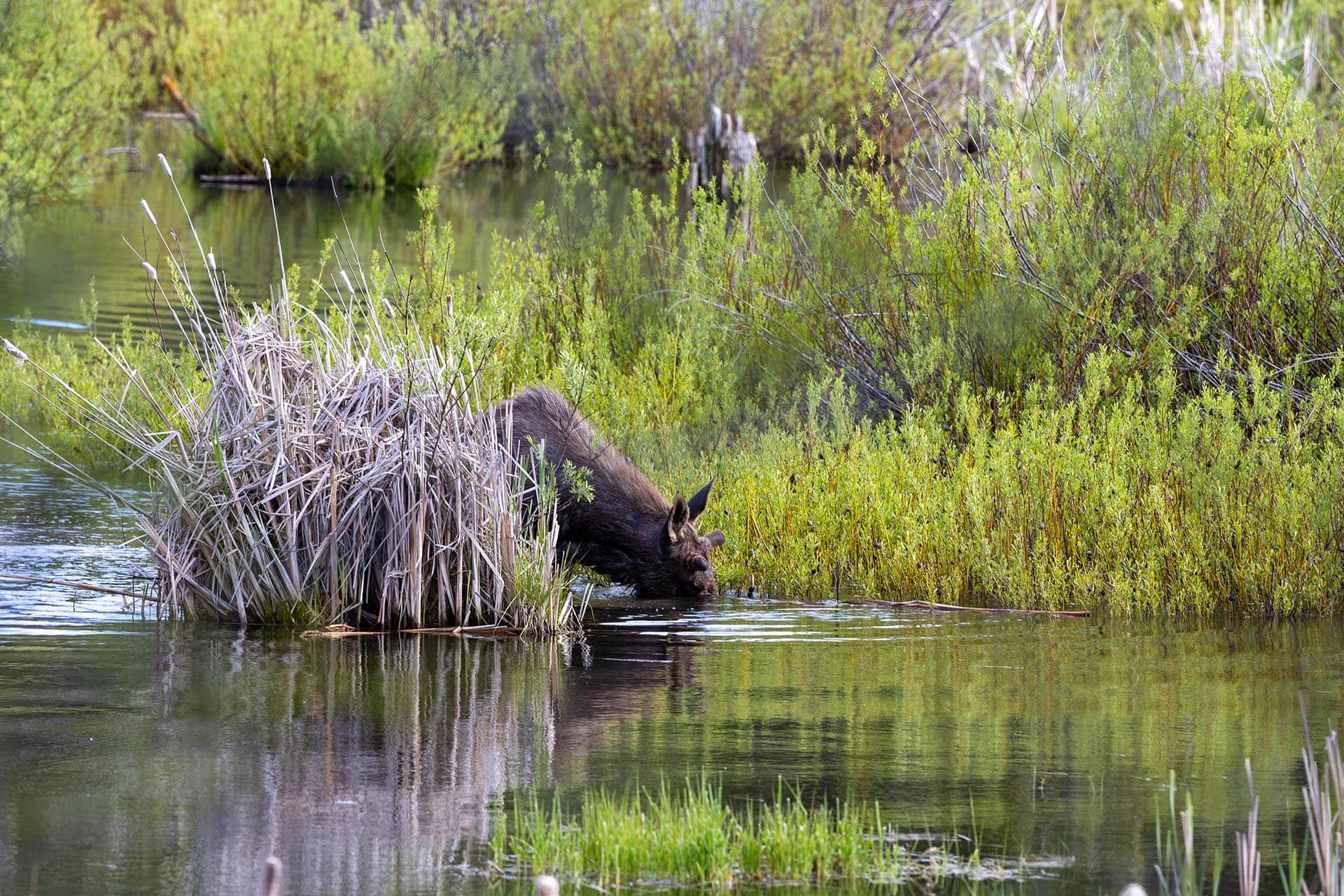moose montana riley creek basin