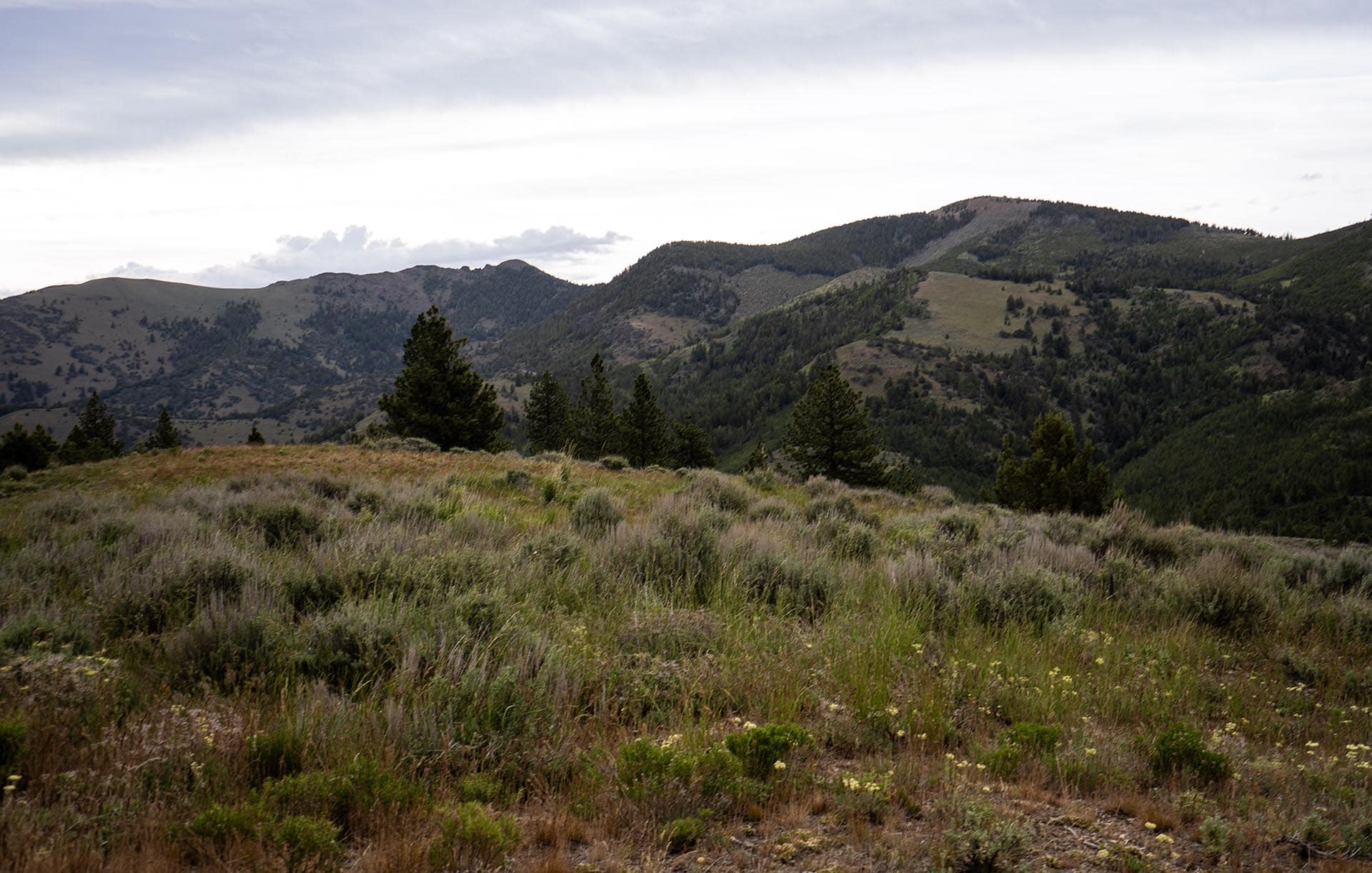 Rolling hillside meadow with grasses and scattered evergreens under a cloudy sky.