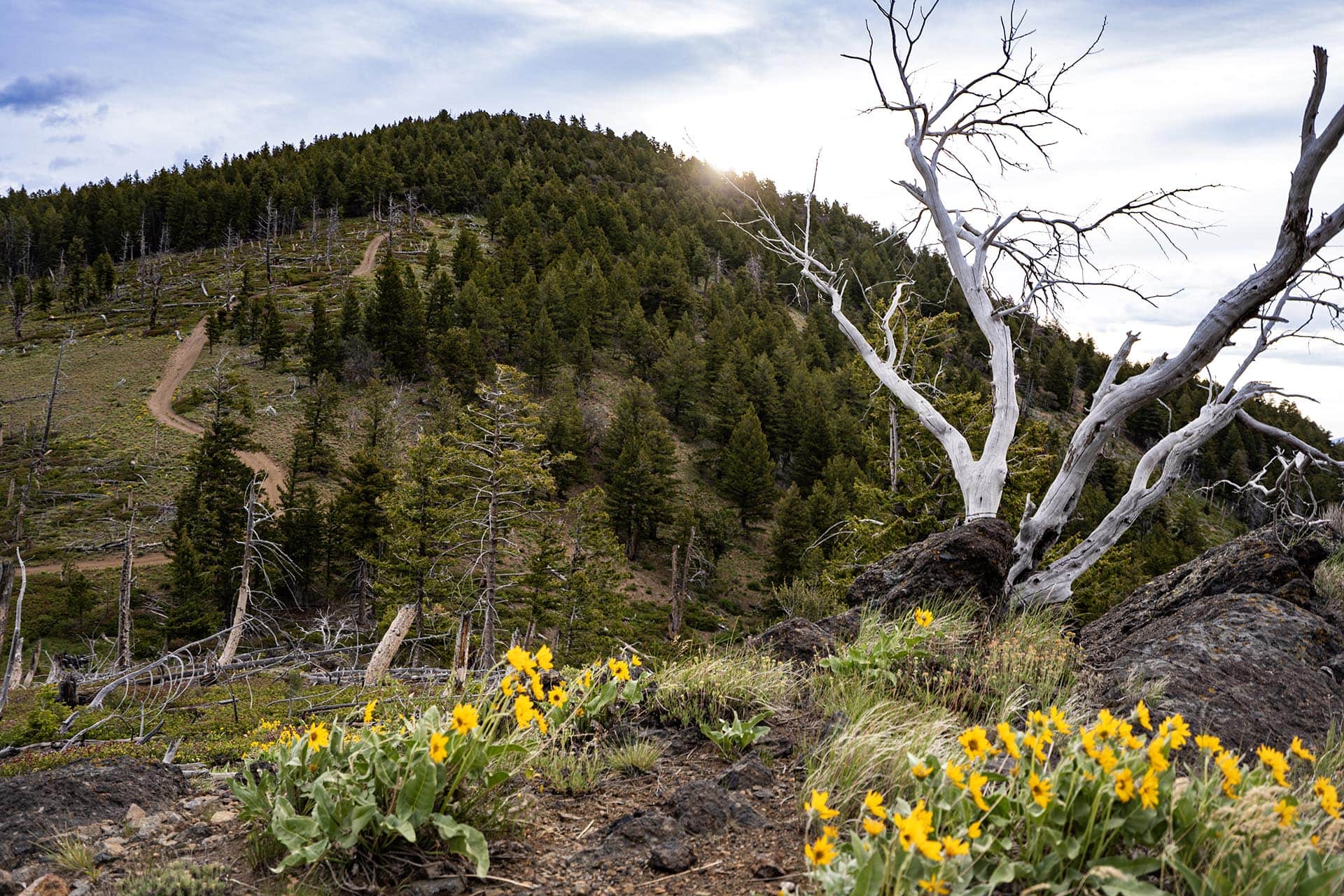 Sunlit hillside forest with a winding dirt trail, dead white tree branches in the foreground and yellow wildflowers at the base.