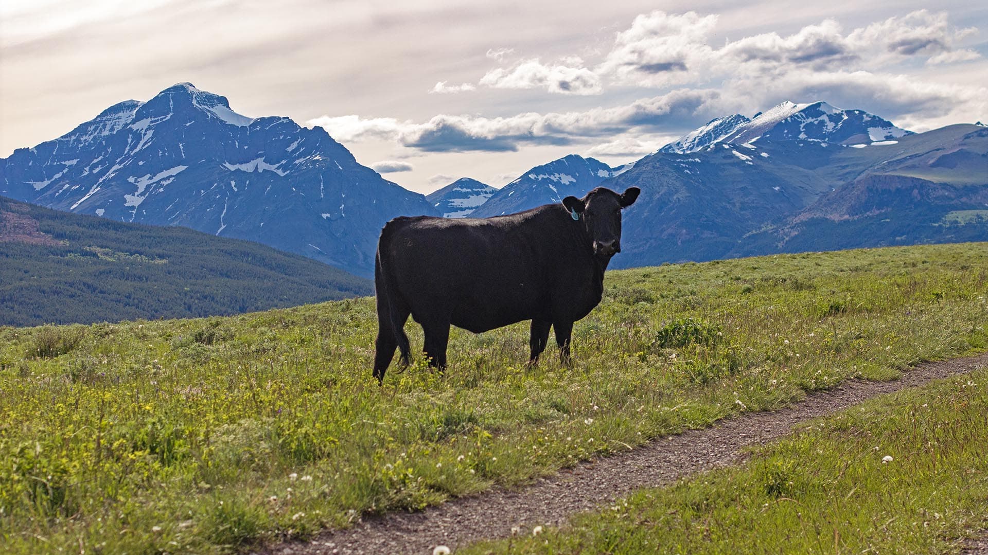 mountain view cattle field land montana two medicine legacy ranch