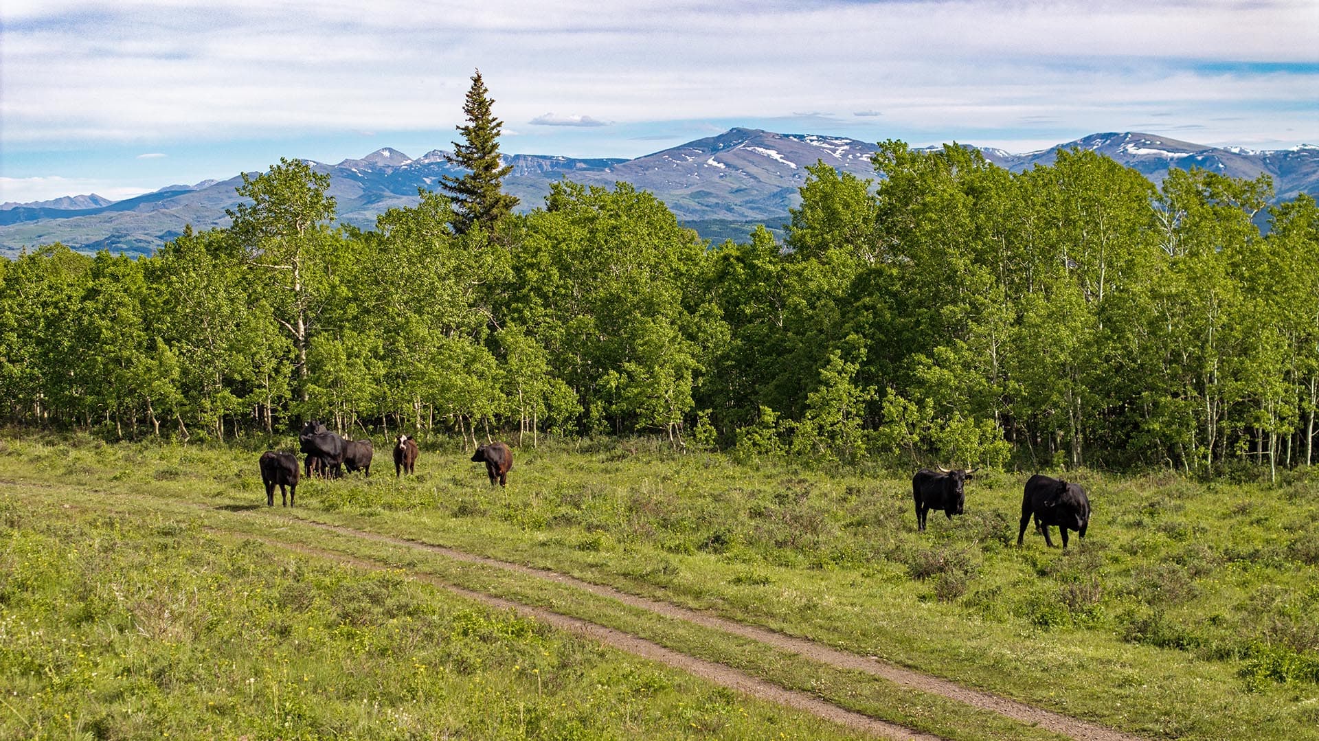 mountain view cattle land montana two medicine legacy ranch