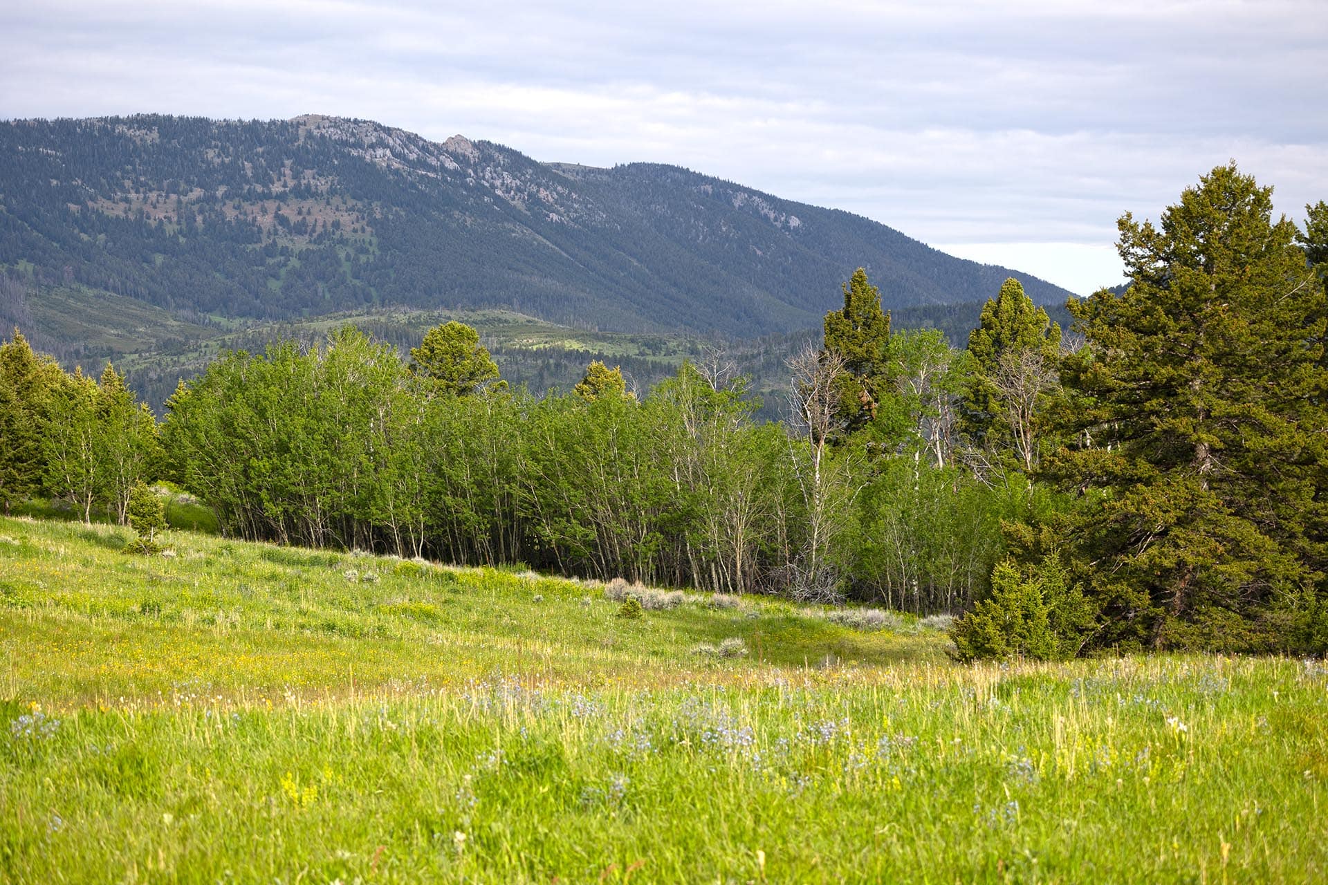 mountain view meadow land montana north bridger hunting retreat