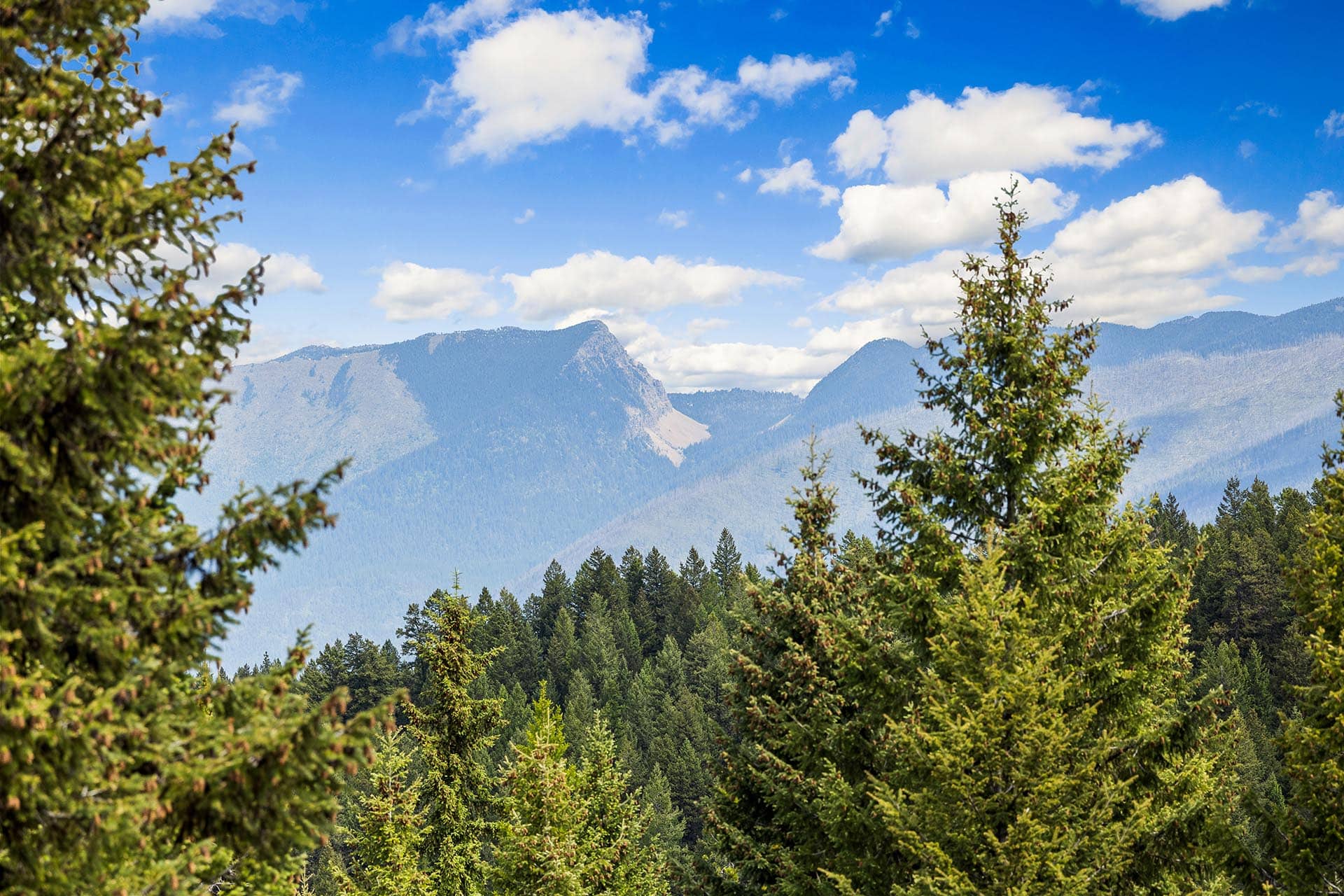 Mountain landscape: forested hills with a blue sky and white clouds, evergreen trees framing the scene in the foreground