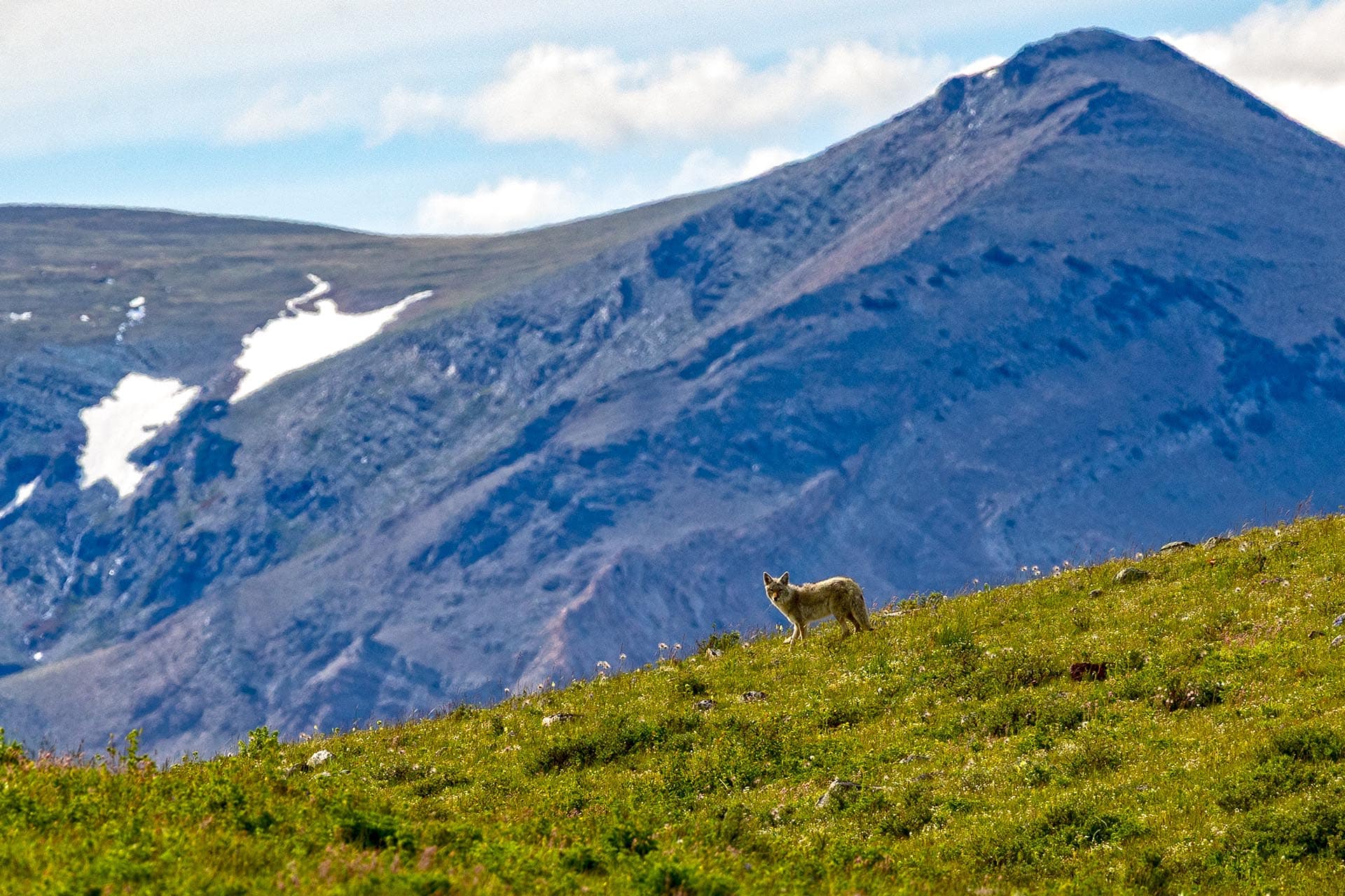 mountain wildlife land montana two medicine legacy ranch