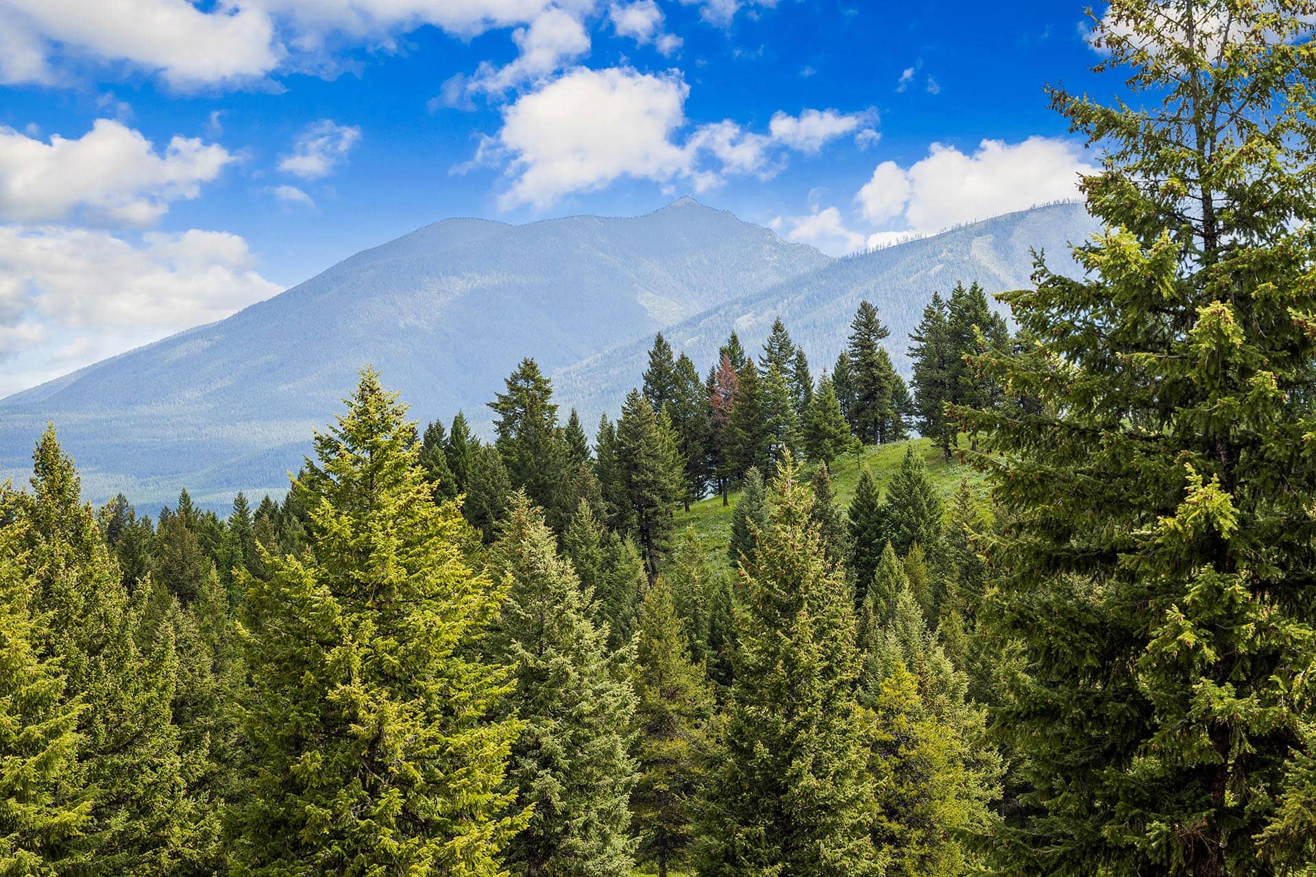 Dense evergreen forest with a distant mountain range under a blue sky and white clouds.