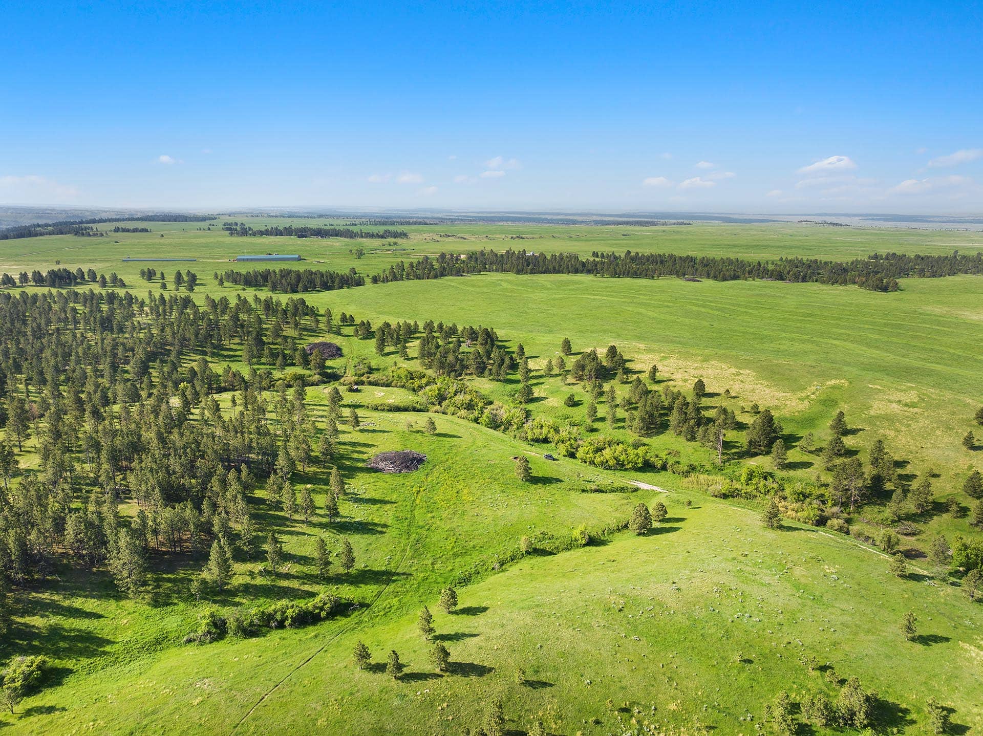 Aerial view of rolling green fields with clusters of trees under a clear blue sky.
