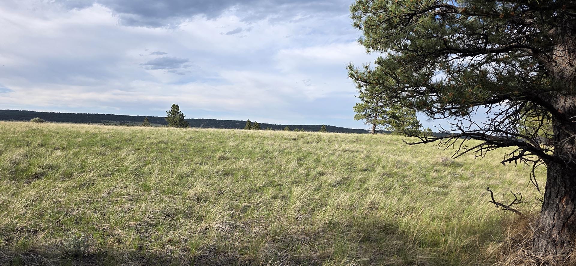 open grassy pasture land montana springtime ranch on the yellowstone river