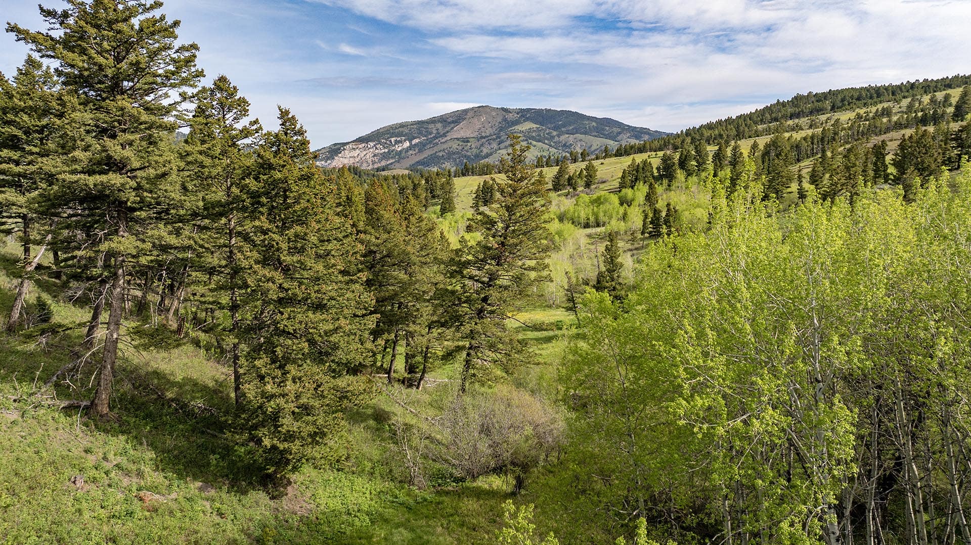 pine and aspen forest land for sale montana east bridger preserve