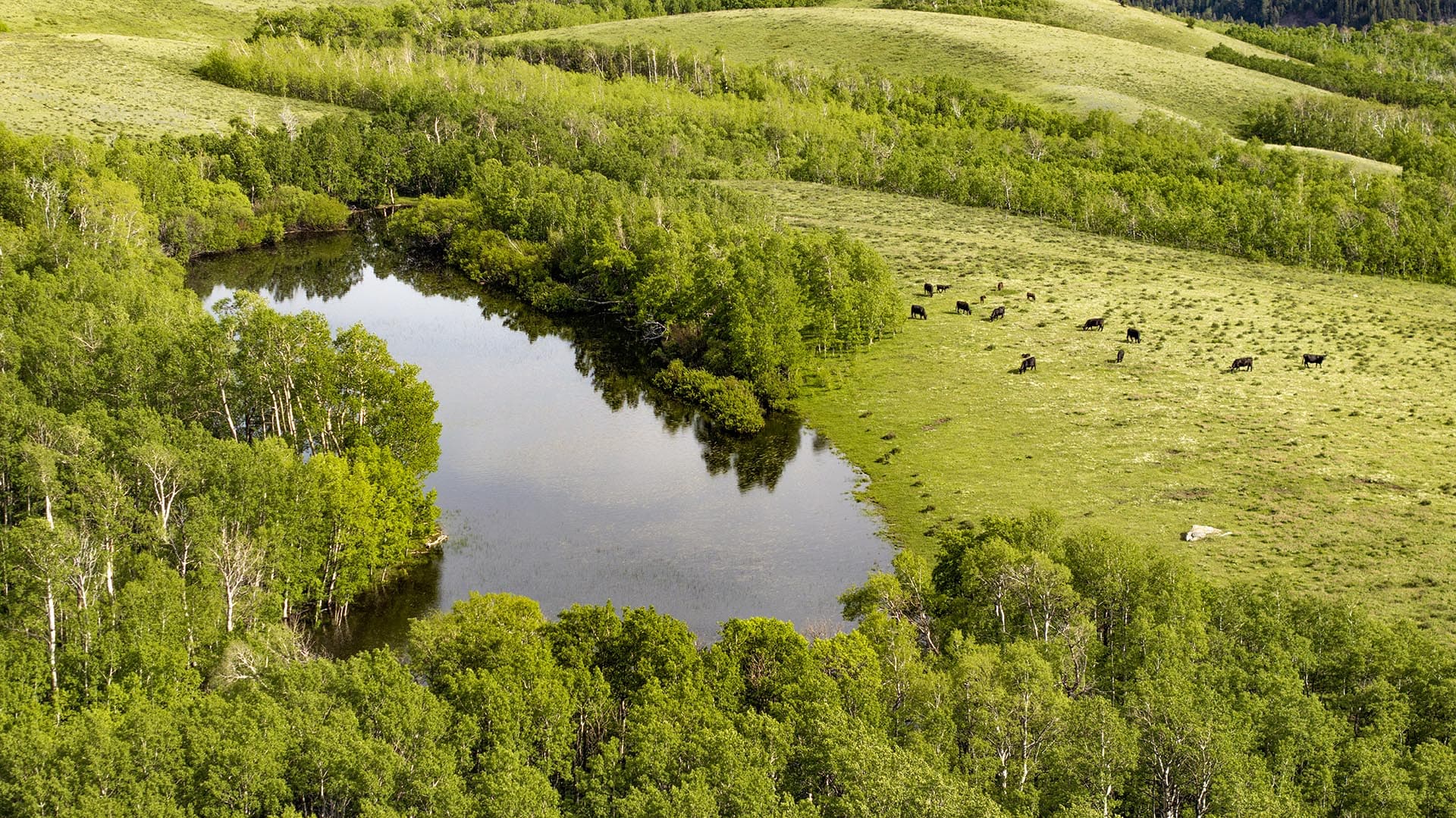 pond frontage grazing land montana two medicine legacy ranch