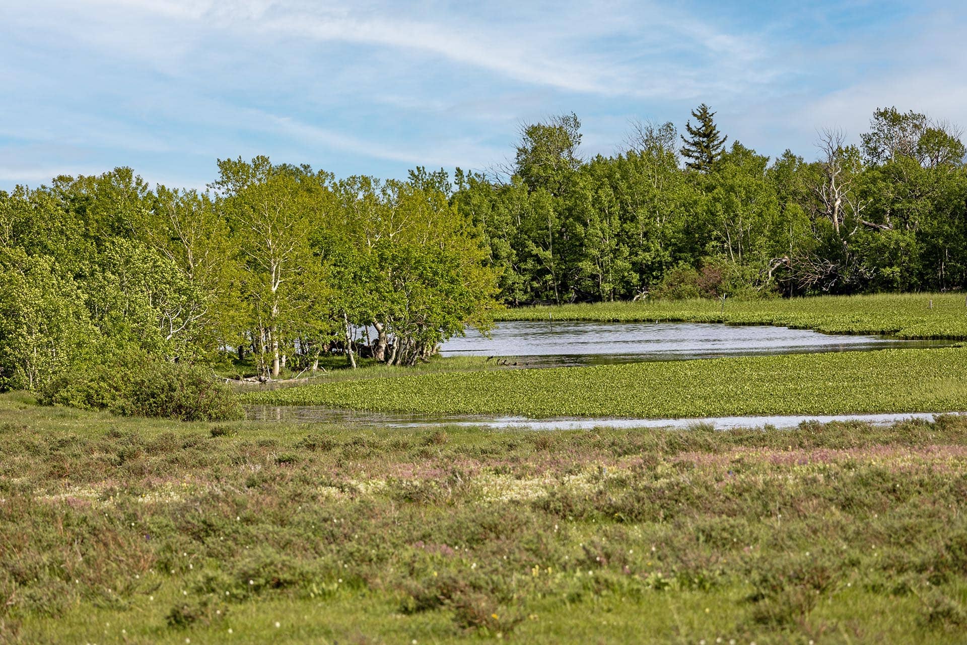 pond with aquatic plants land montana two medicine legacy ranch