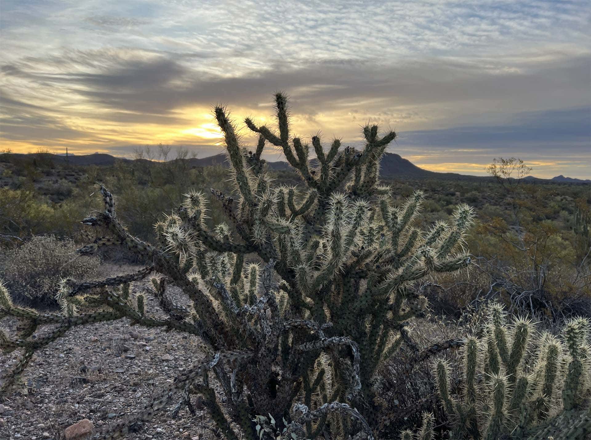 prickly cactus arizona rogers wash gold mine