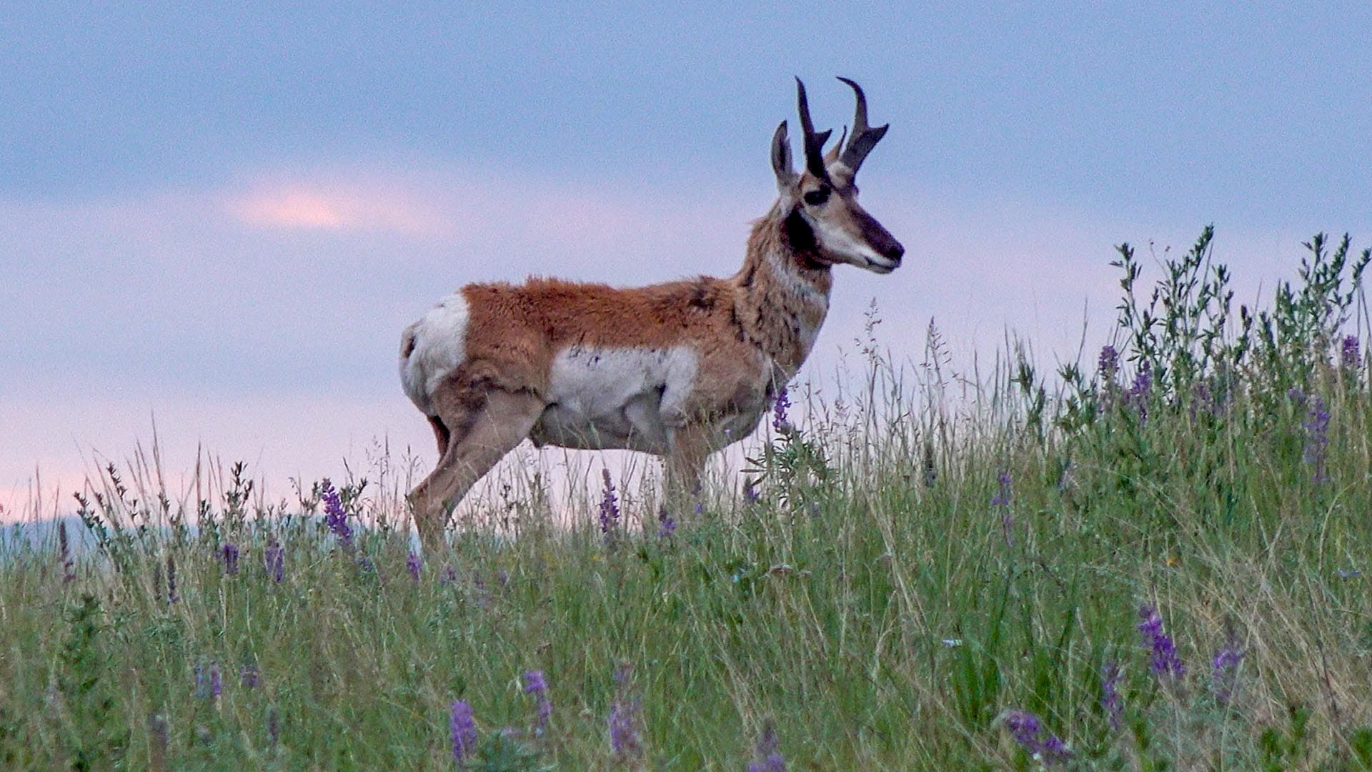 pronghorn wildlife land montana north bridger hunting retreat