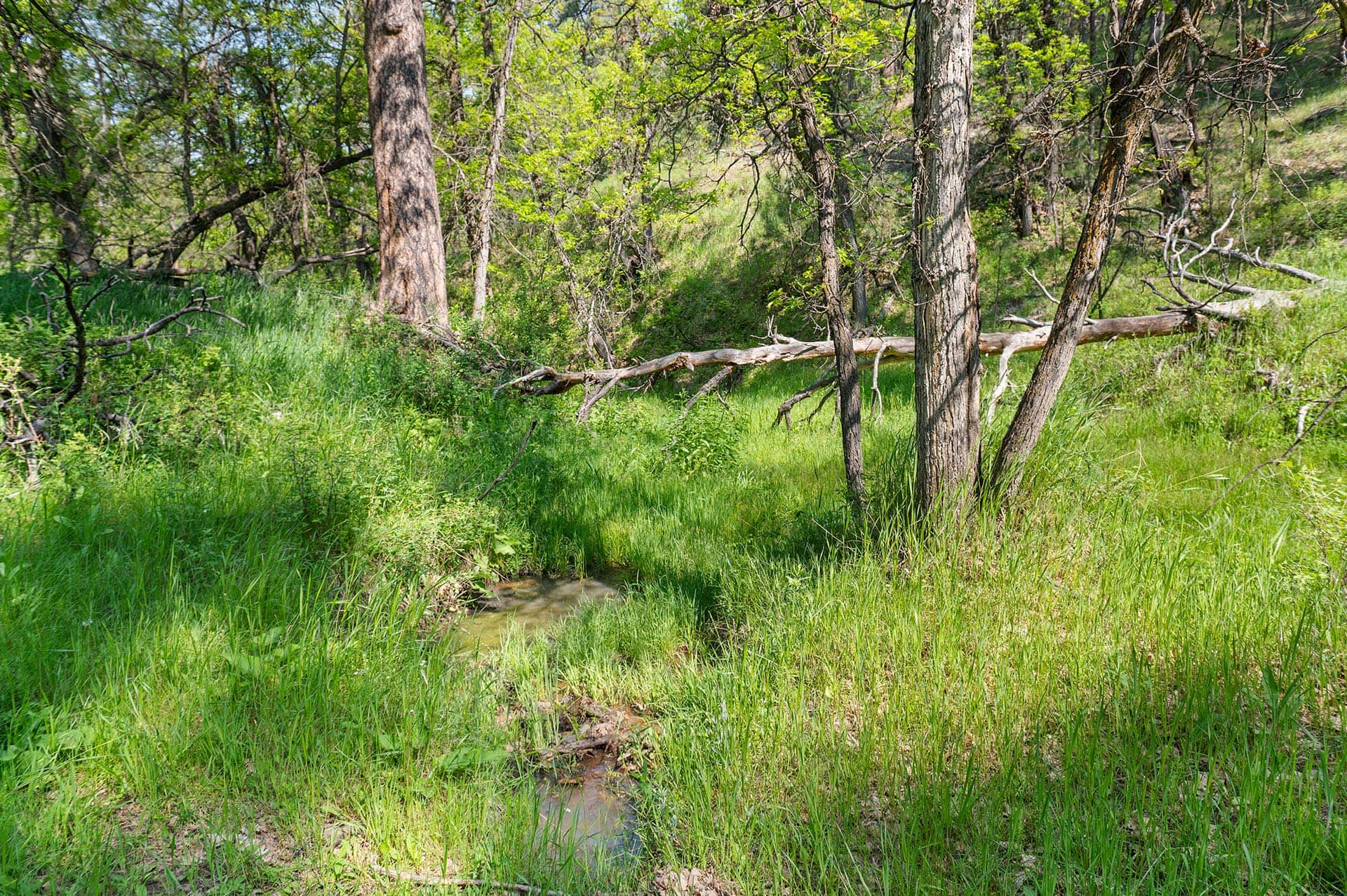 Sunlit wetland with tall grasses, trees, and a small muddy stream winding through the scene.