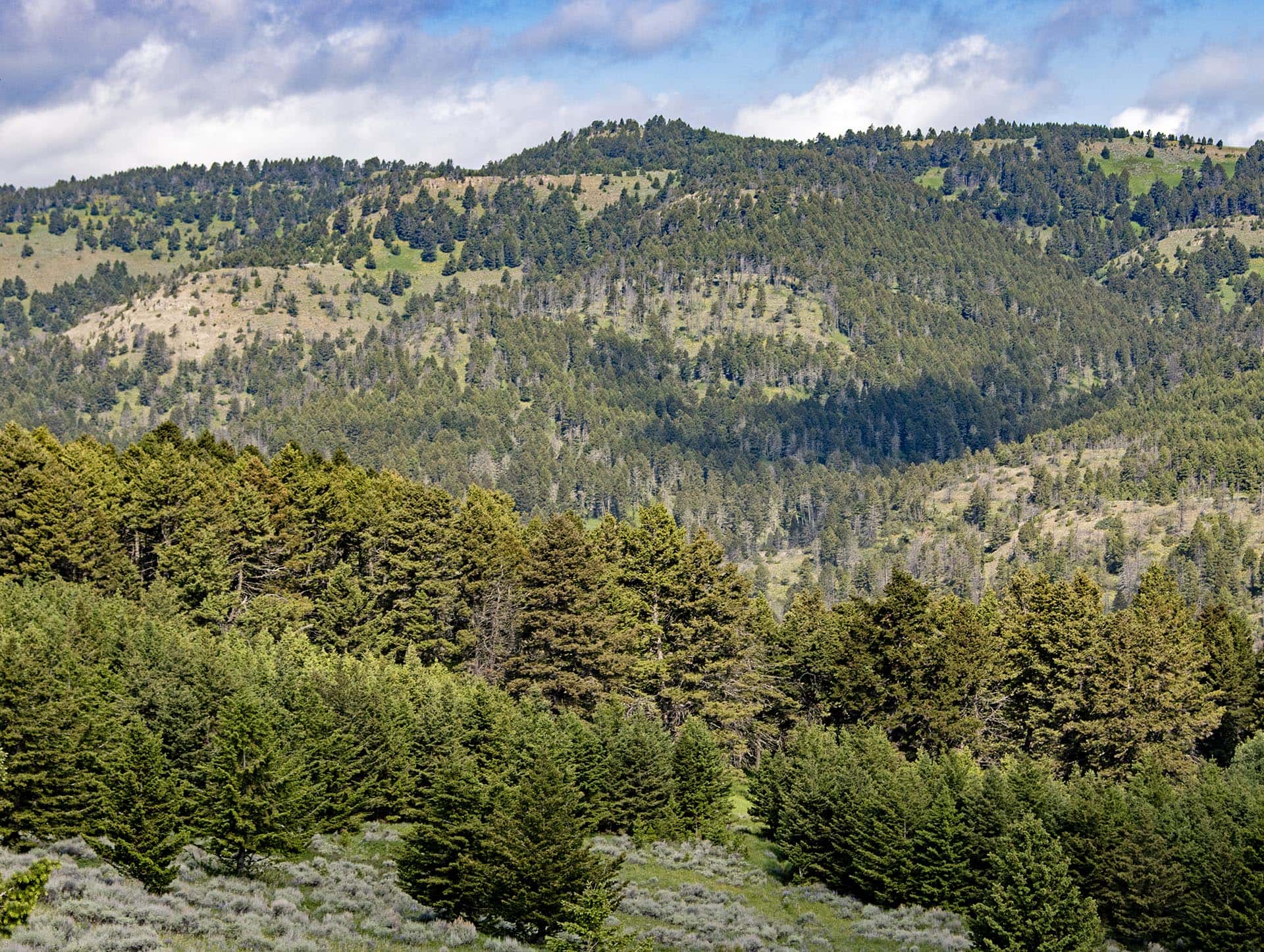 recreational land for sale montana north bridger hunting retreat