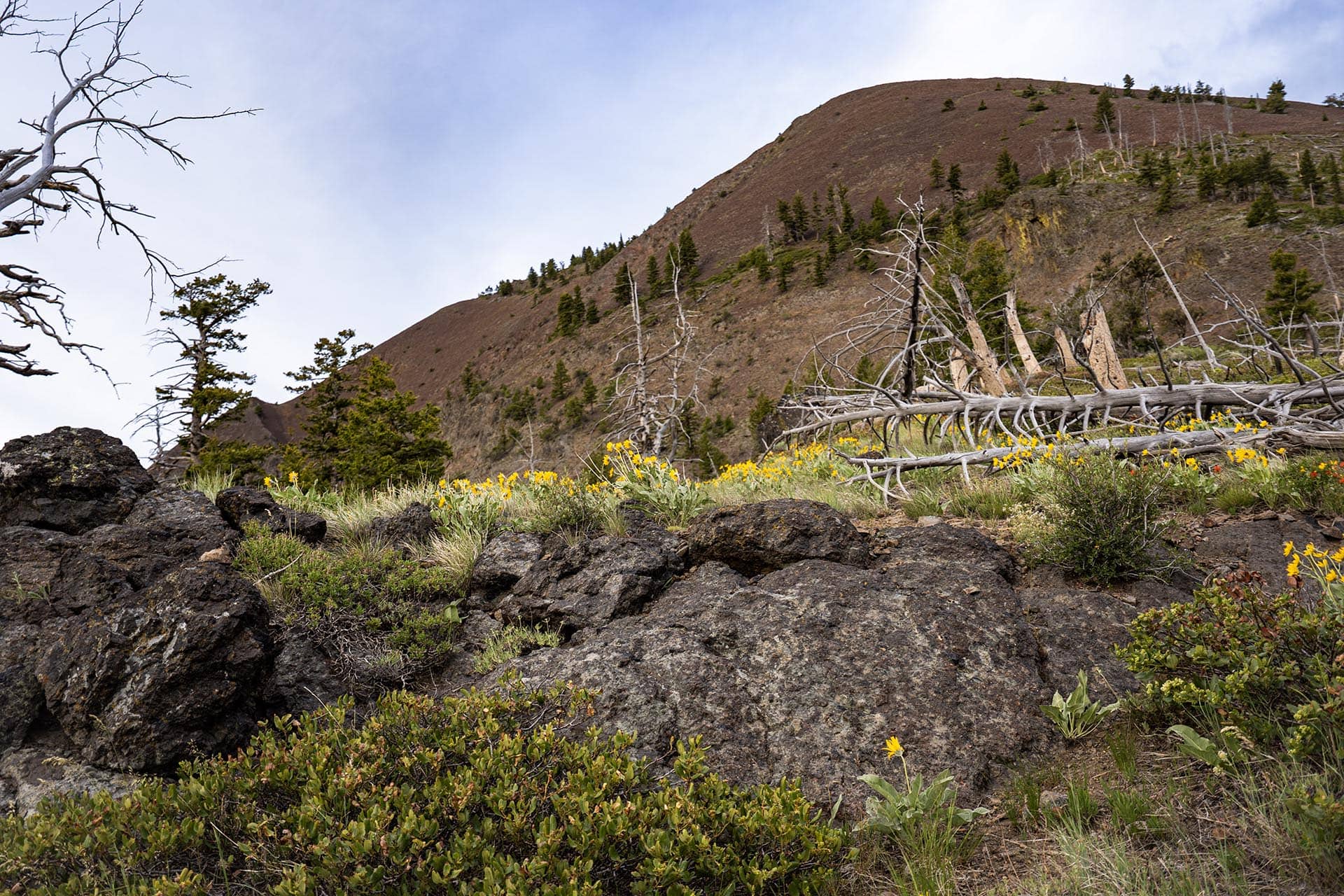 Rocky foreground with yellow wildflowers, dead gray trees, and a sloped brown hillside dotted with evergreens under a pale blue sky.