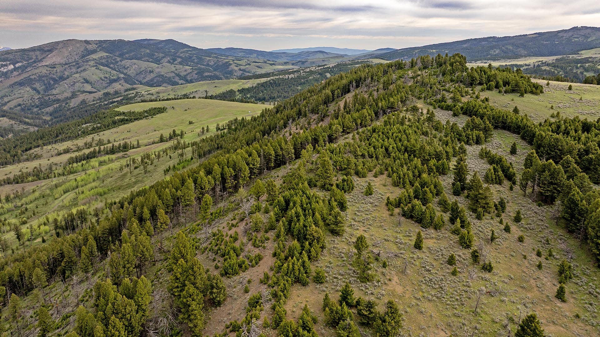 rolling mountain land with timber montana east bridger preserve