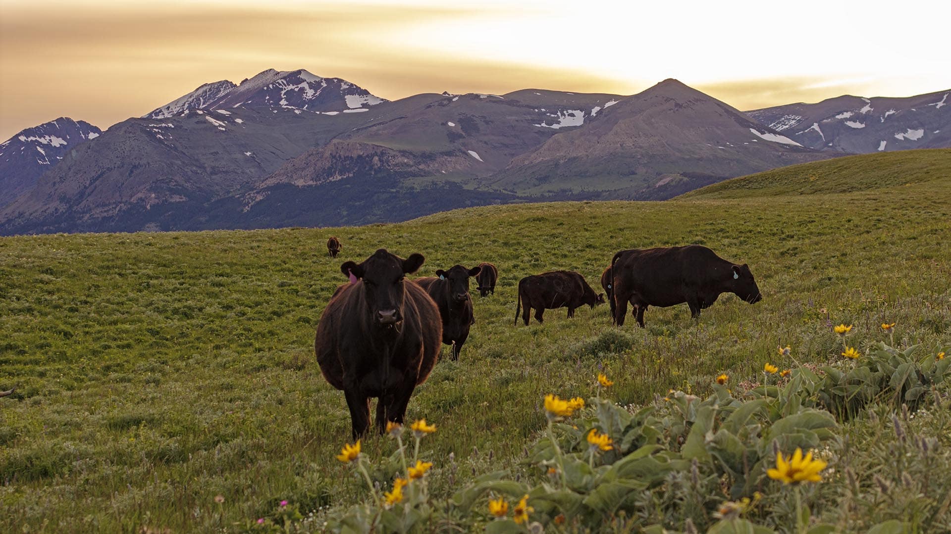 scenic mountain meadow land for sale montana two medicine legacy ranch