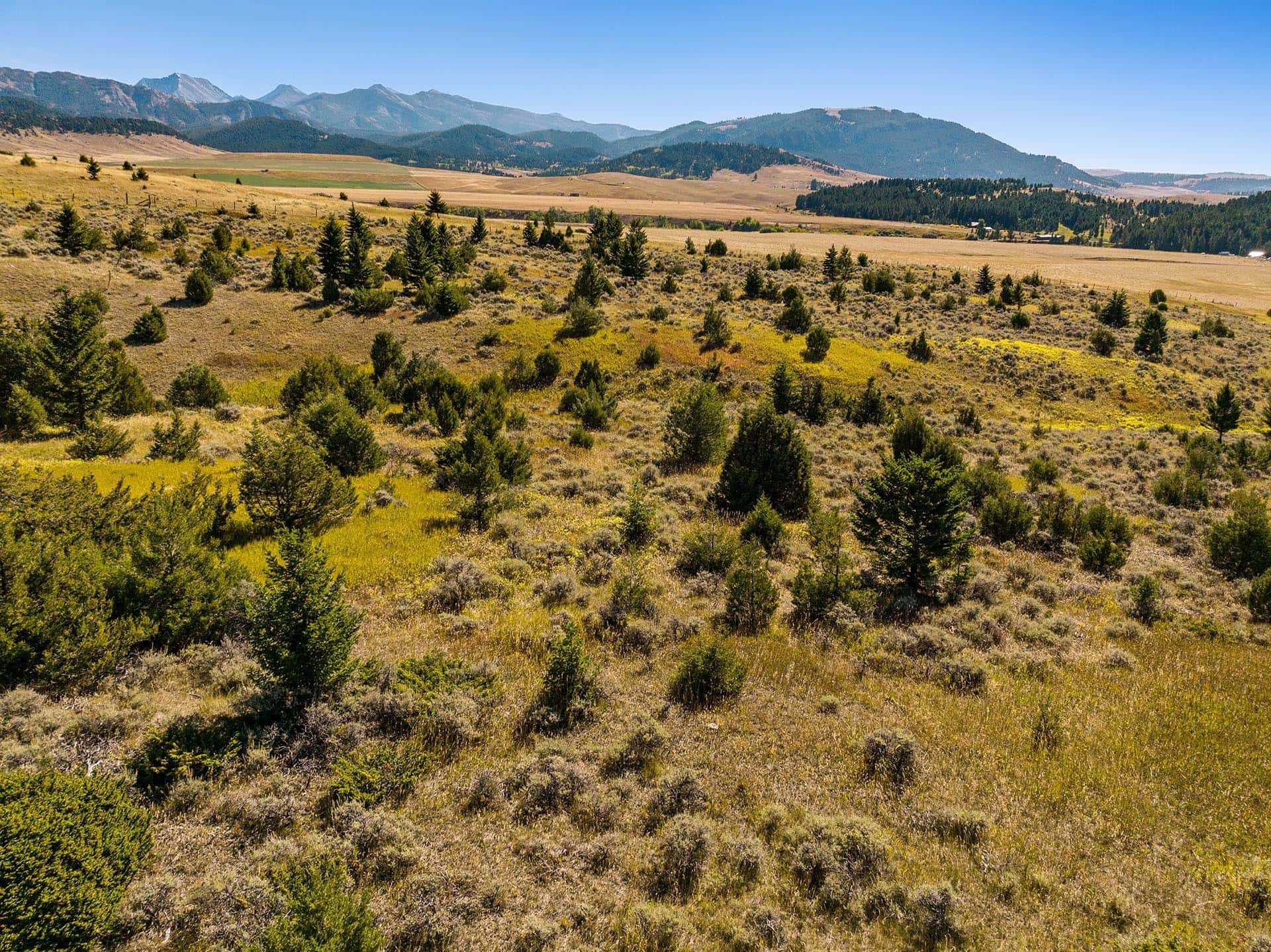 small trees montana north fork horse creek