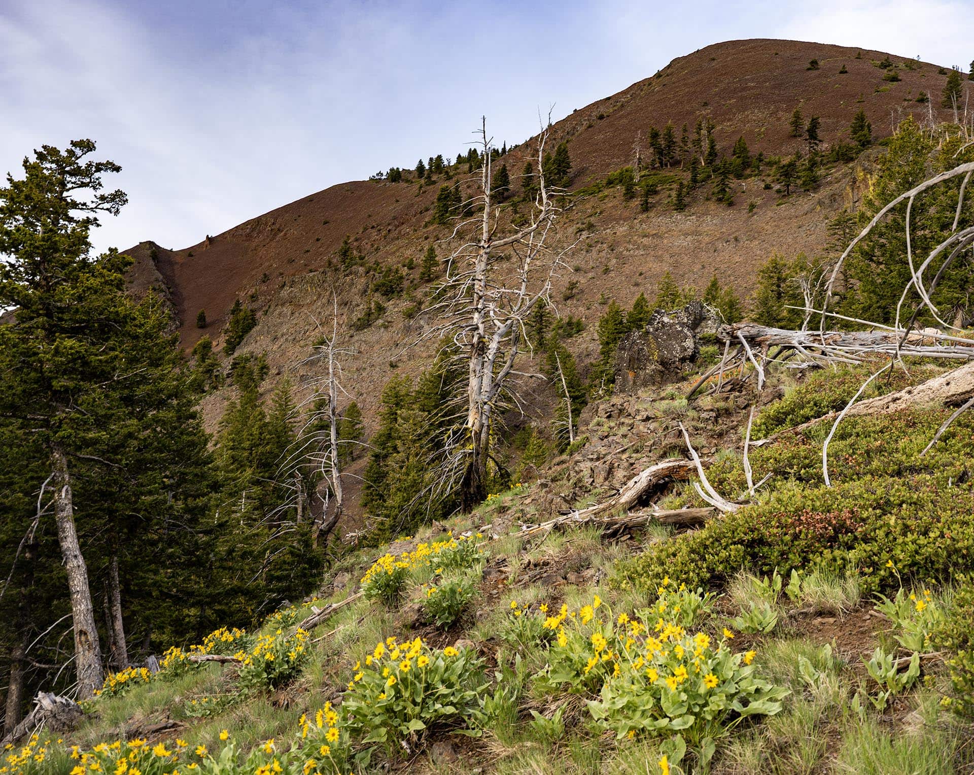 timbered hillside land with wildflowers oregon ironside castle rock ranch