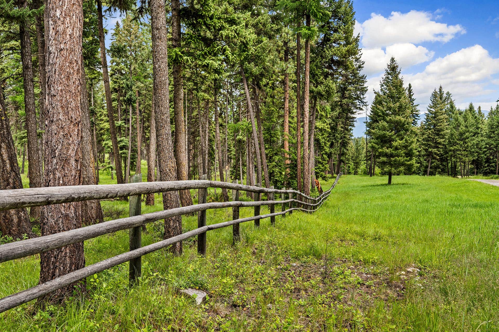 Forest scene with tall pine trees and a weathered wooden fence along a grassy field under a blue, cloudy sky.