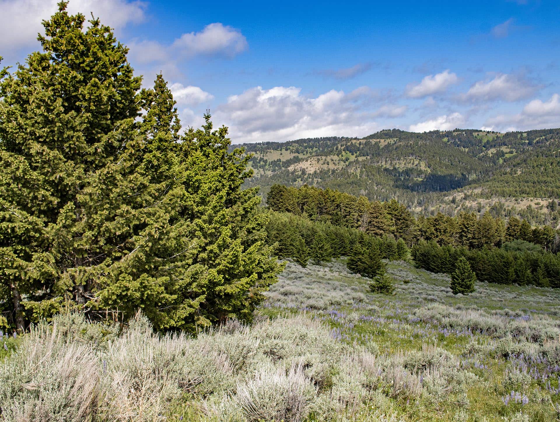timbered mountain land montana north bridger hunting retreat