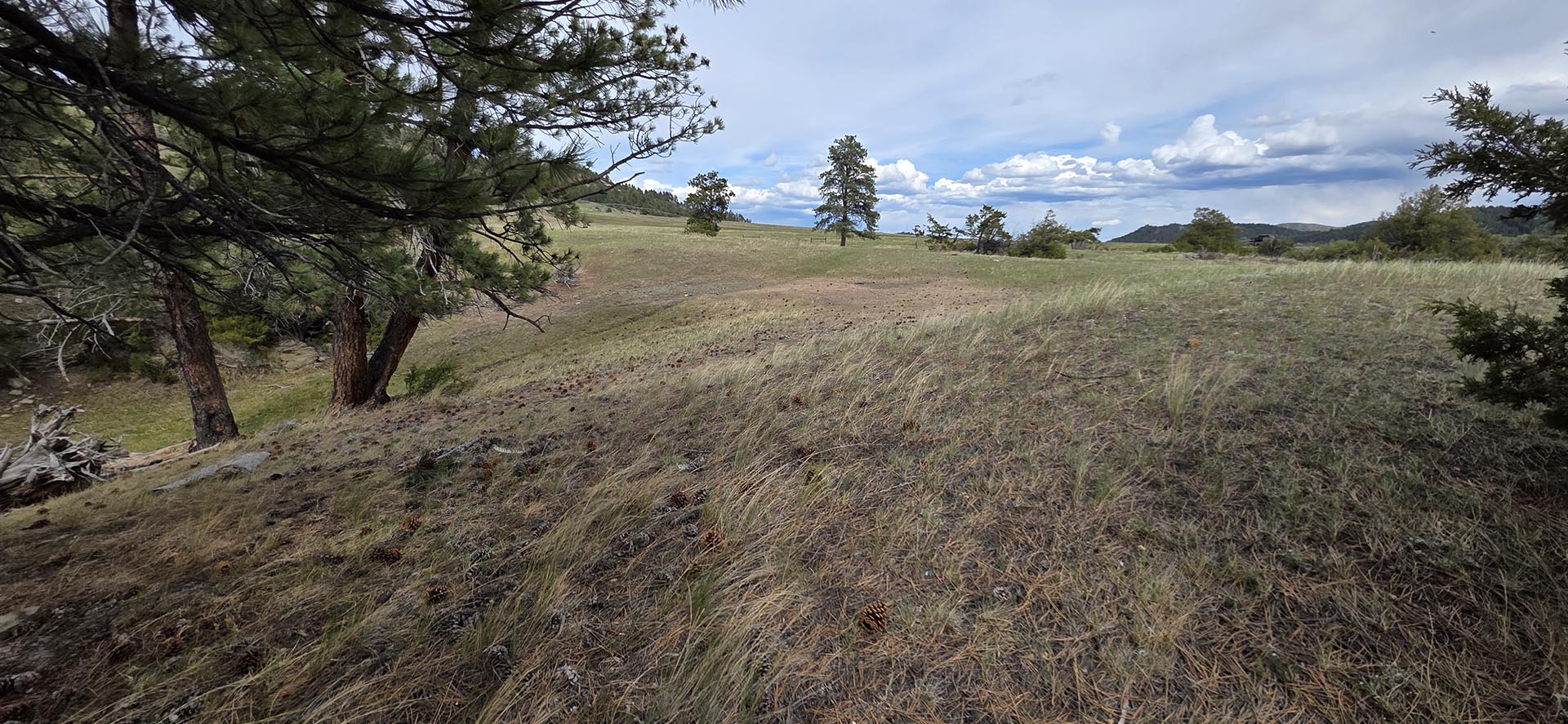 treed hillside meadow land montana springtime ranch on the yellowstone river