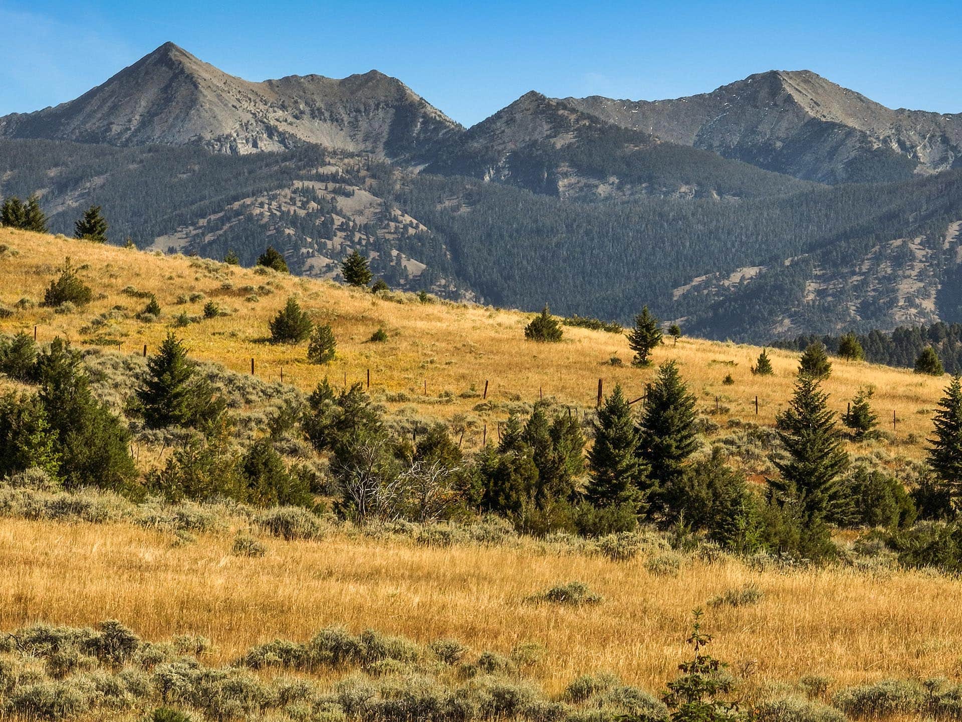 treeline montana north fork horse creek