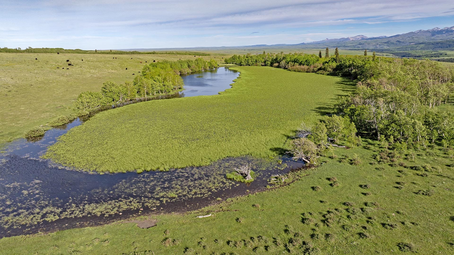 wetland pasture land for sale montana two medicine legacy ranch