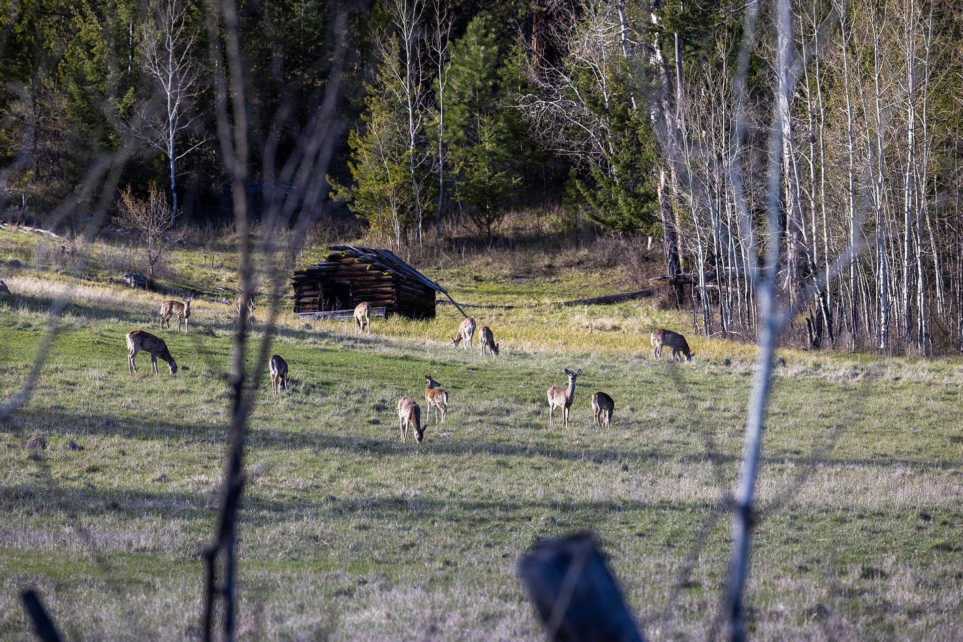 whitetail cabins montana Riley Creek Basin