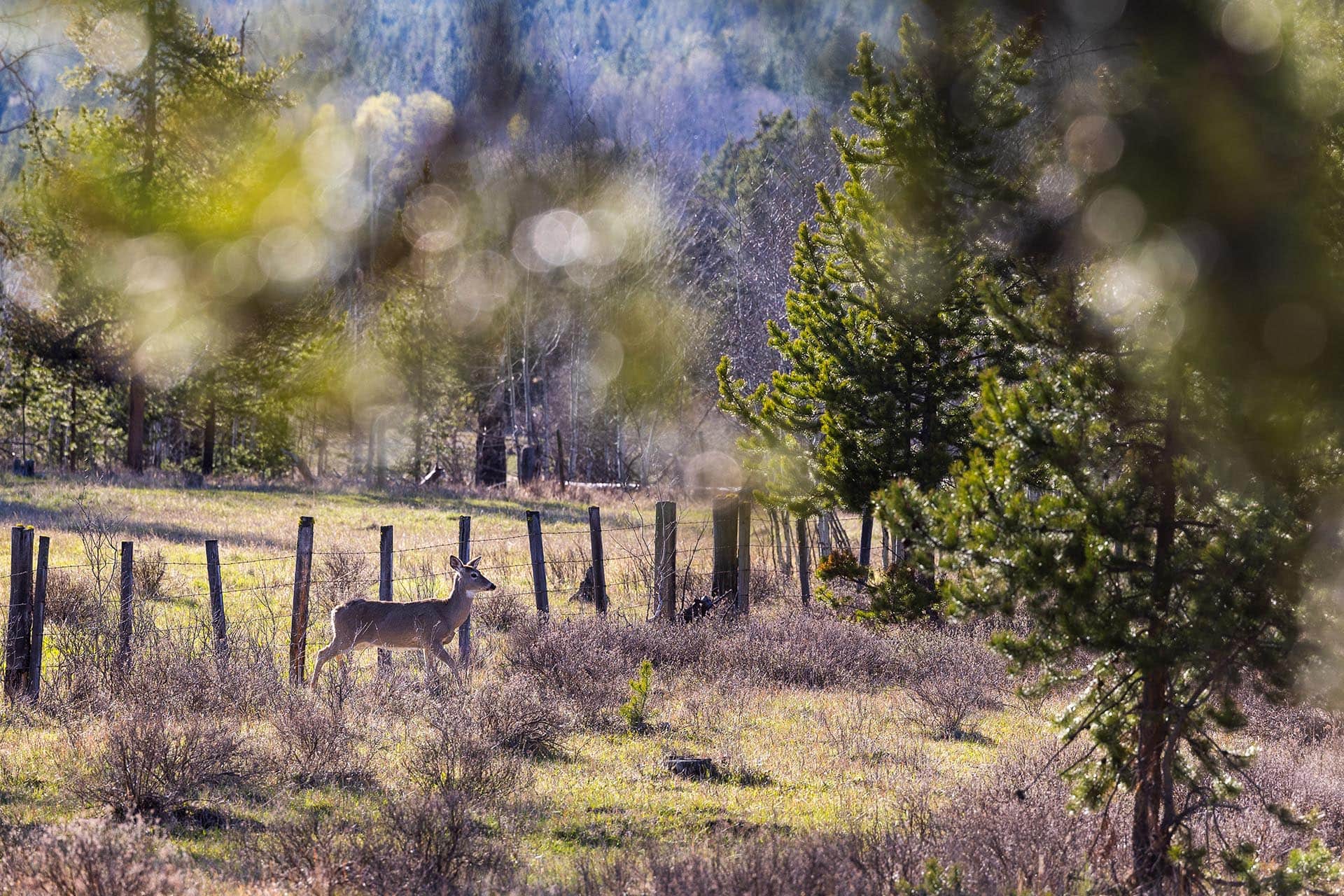 whitetail doe montana riley creek basin