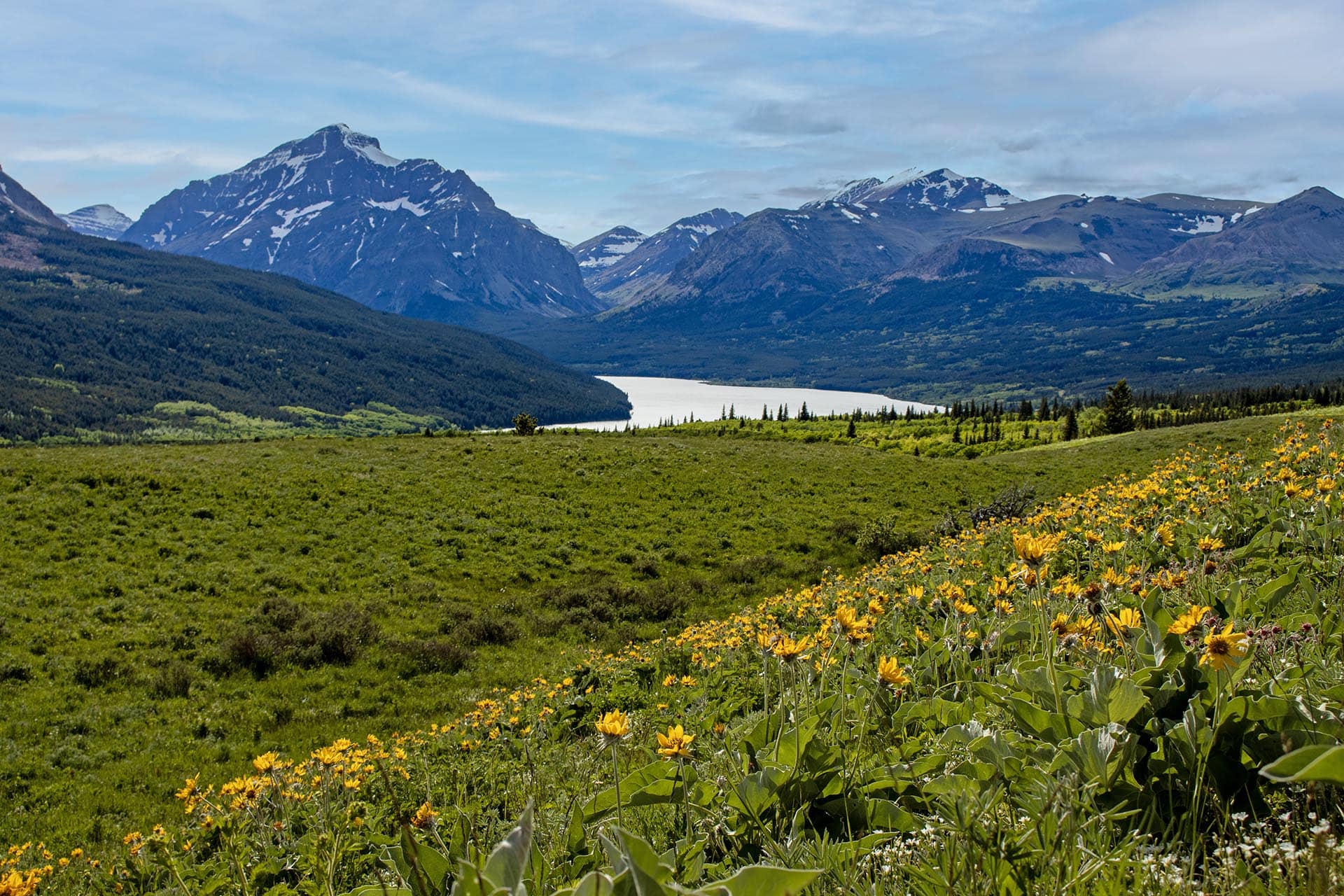 wildflower meadow mountain land montana two medicine legacy ranch