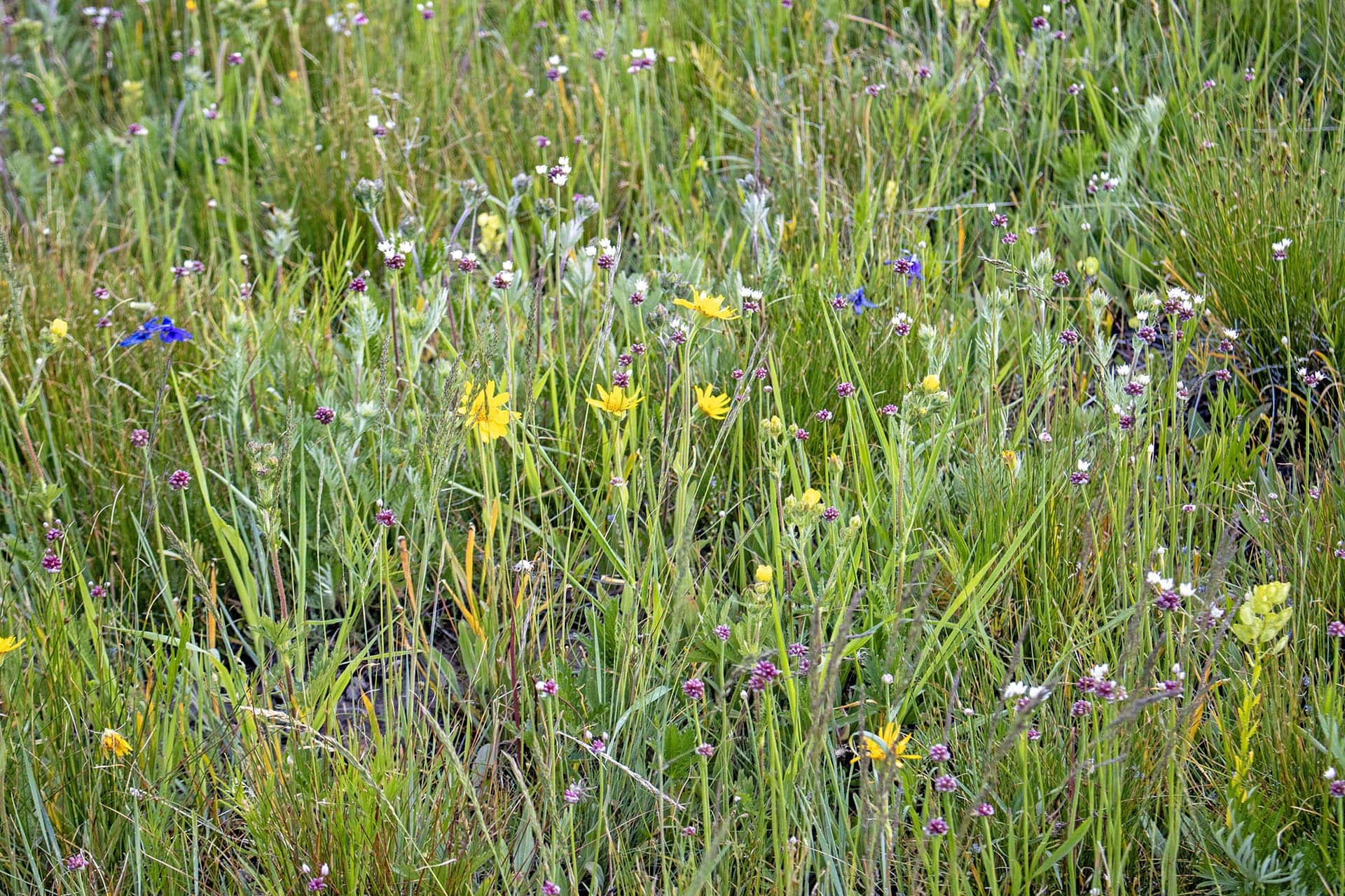 wildflower meadow property montana north bridger hunting retreat