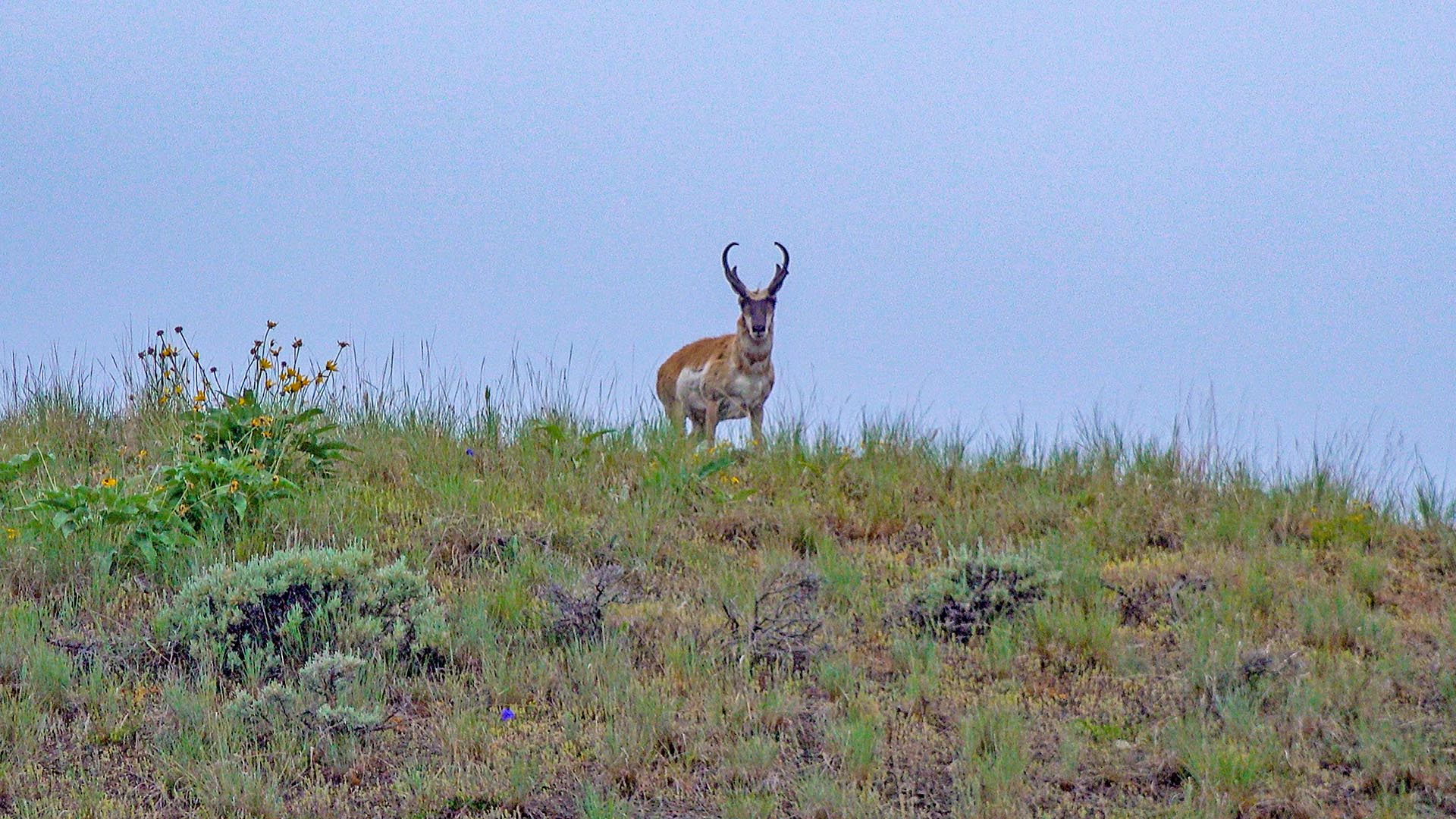 wildlife hunting land montana north bridger hunting retreat