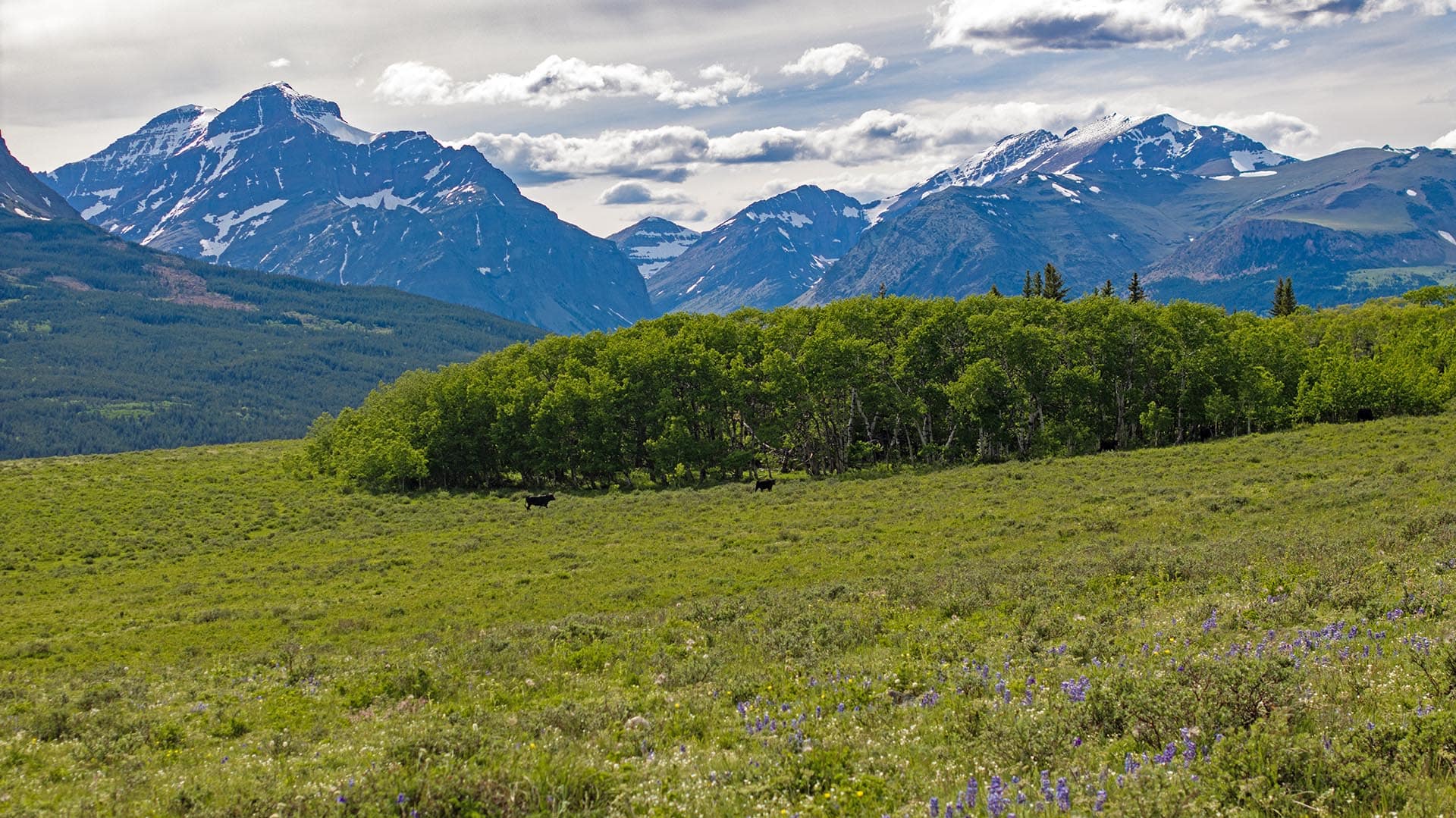 wildlife mountain meadow land montana two medicine legacy ranch